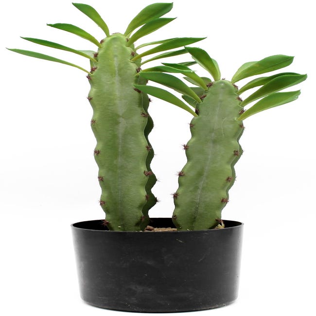 Eficiente Mojado Abiertamente Planta artificial Cactus hojas 44 cm en maceta de 12 cm | Leroy Merlin