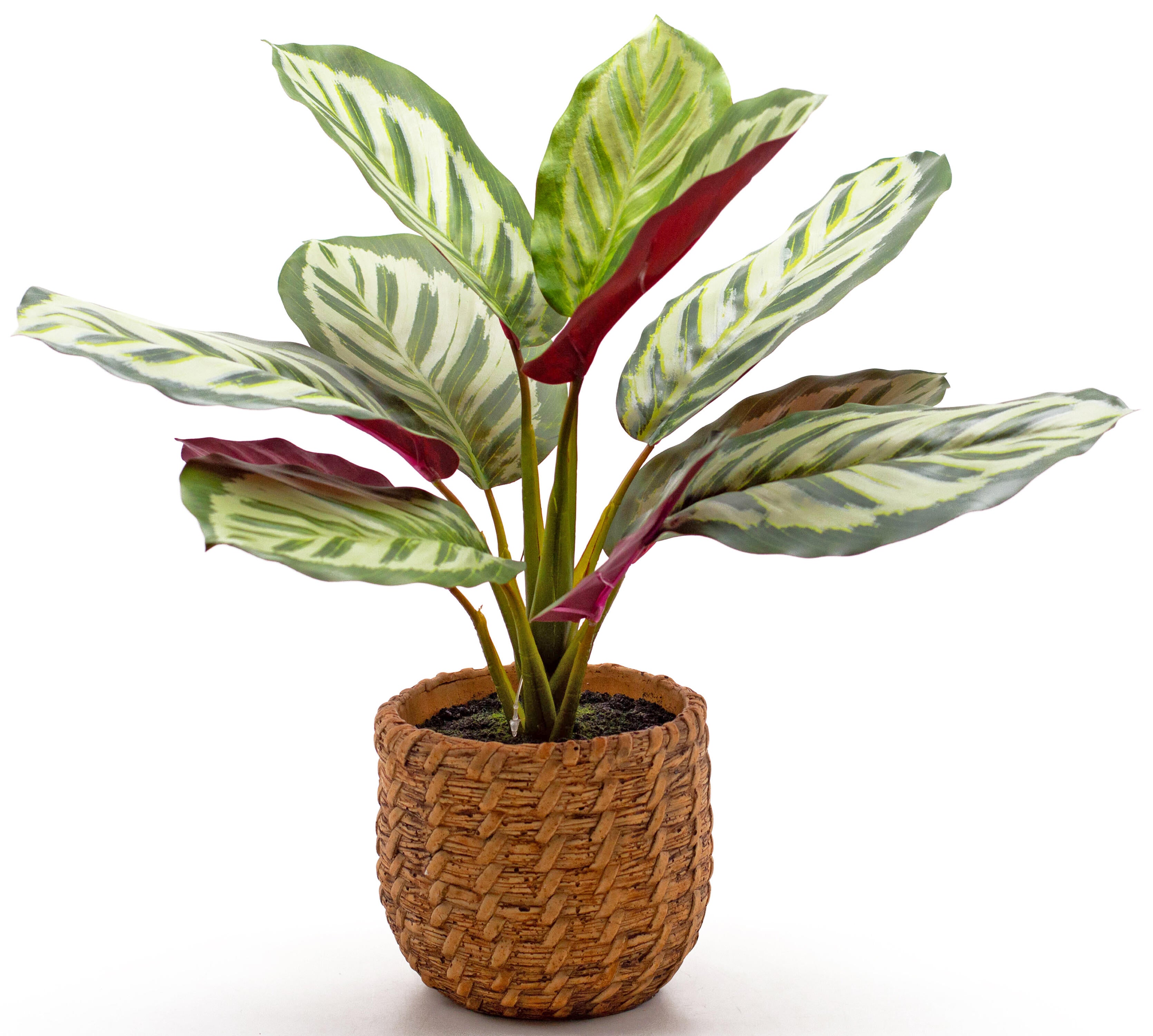Planta artificial calatea rosa 40 cm en maceta de 12 cm de la marca Sin marca