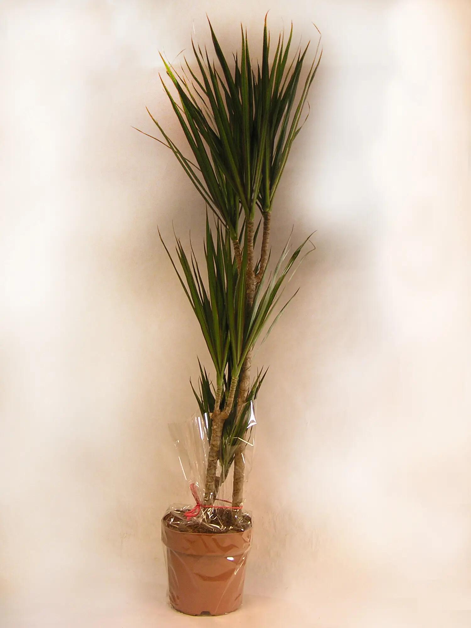 Planta verde dracaena marginata en maceta de 21 cm
