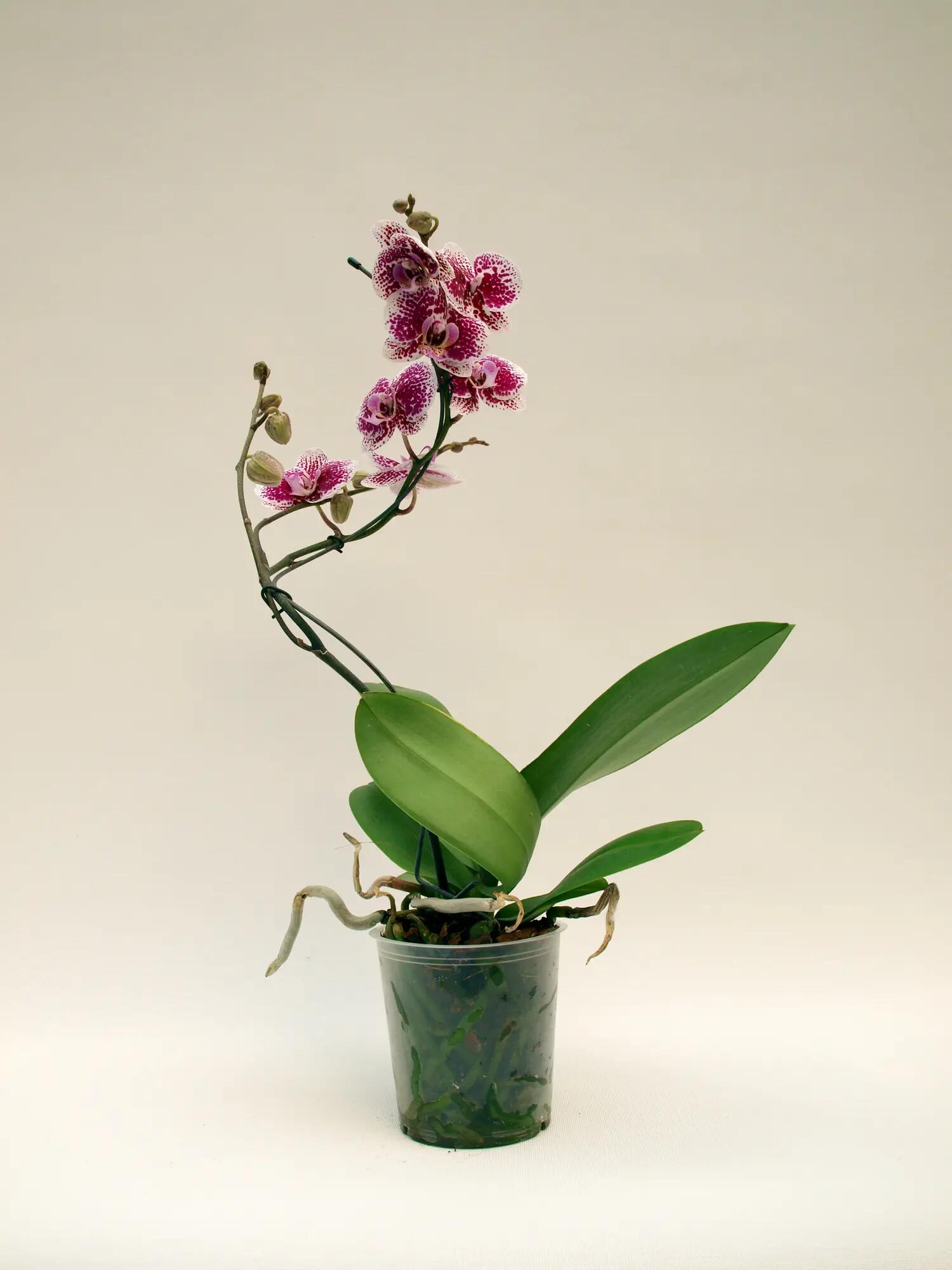 Orquídea phalaenopsis curvis 45 cm en maceta de 12 cm