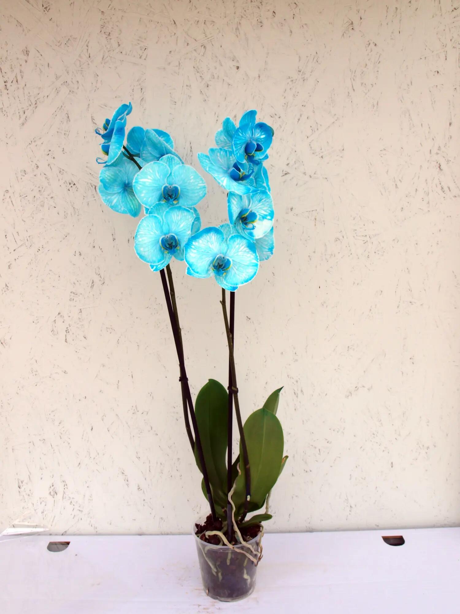 Orquídea phalaenopsis azul en maceta de 12 cm