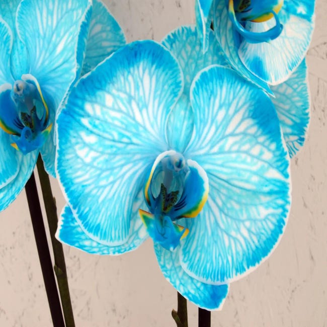 Orquídea Phalaenopsis azul en maceta de 12 cm | Leroy Merlin