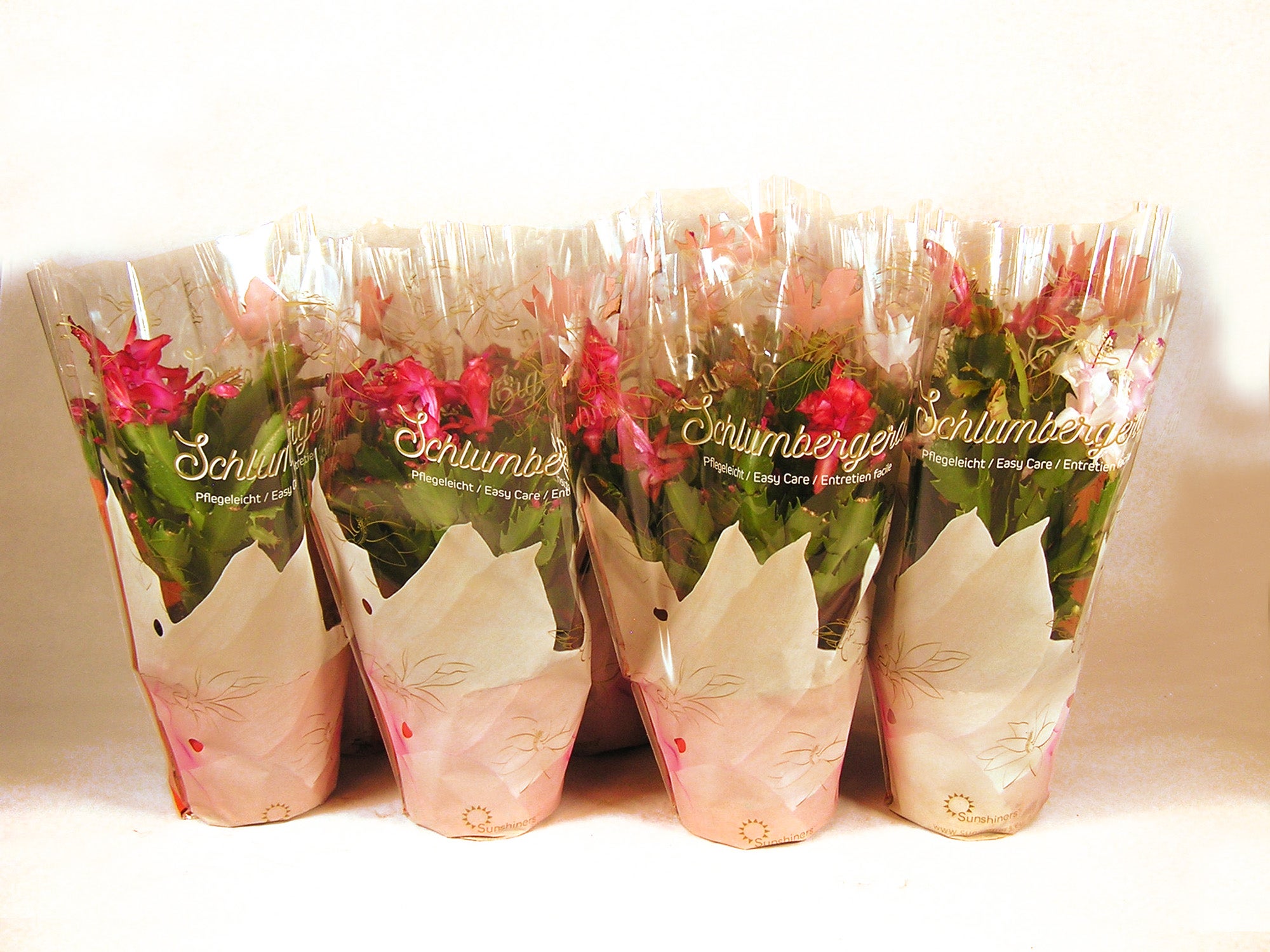 Planta con flores schlumbergera 25 cm 8 uds en maceta de 13 cm