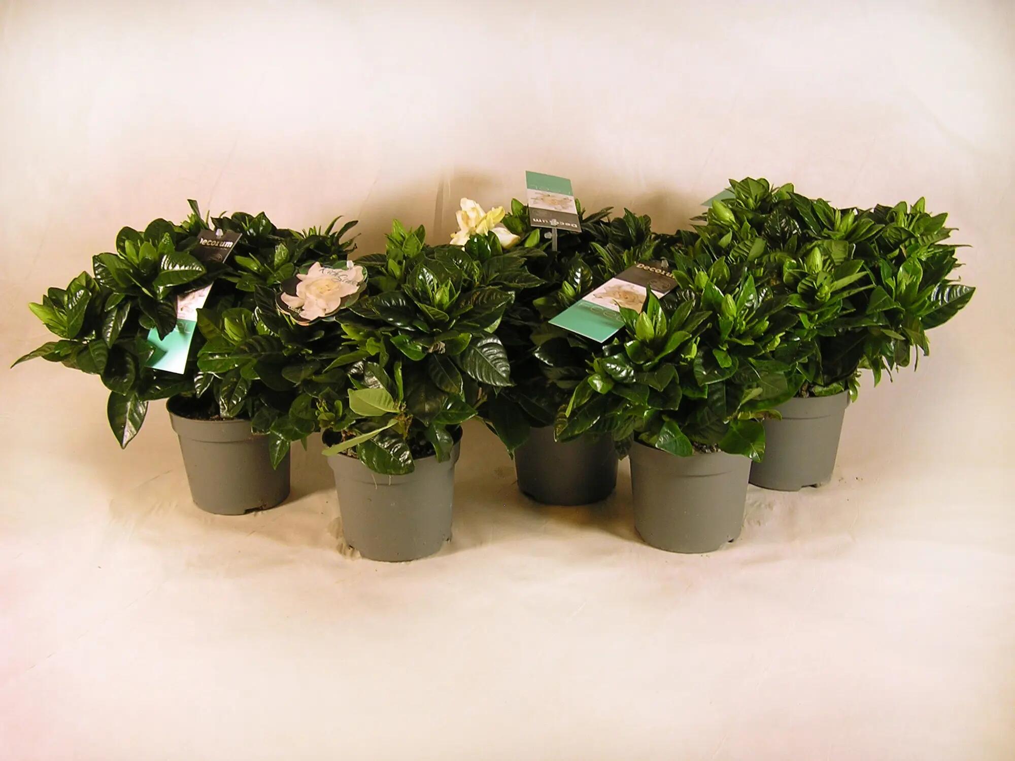 Planta con flores gardenia jasminoide 40 cm 5 uds en maceta de 13 cm