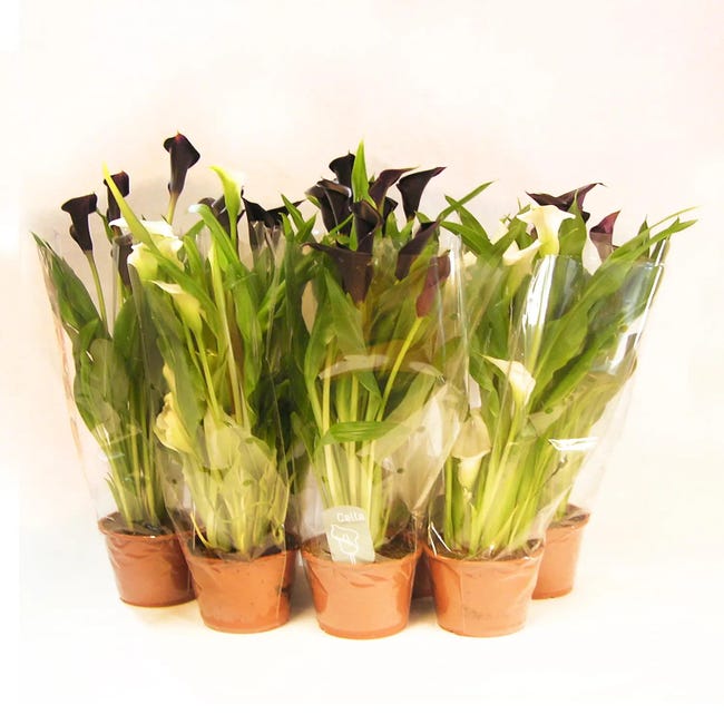 Planta con flores Zantedeschia 8 uds en maceta de 12 cm | Leroy Merlin