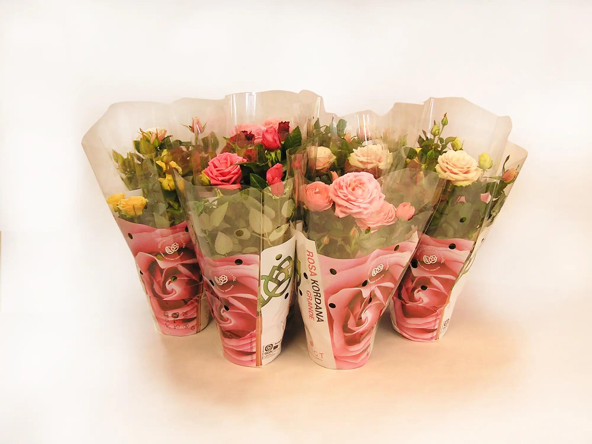 Planta con flores rosal 10 uds en maceta de 13 cm