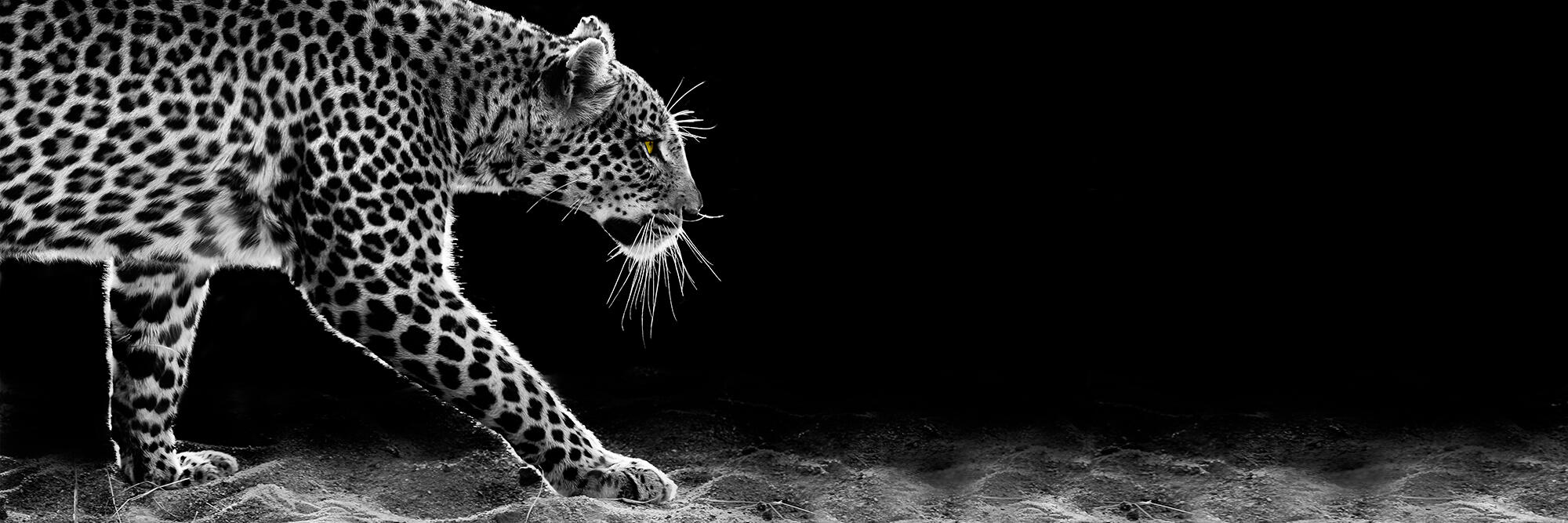 Canvas impreso leopardo 50 x 150 cm