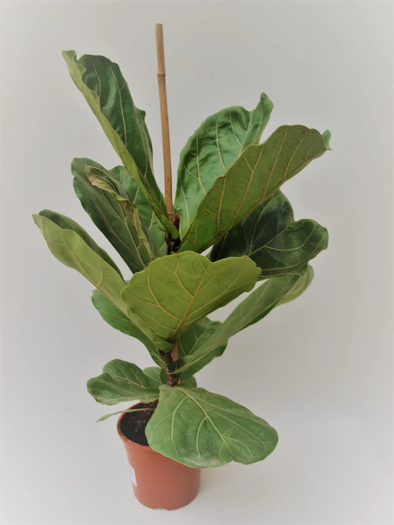 Planta verde Ficus Lyrata en maceta de 17 cm | Leroy Merlin