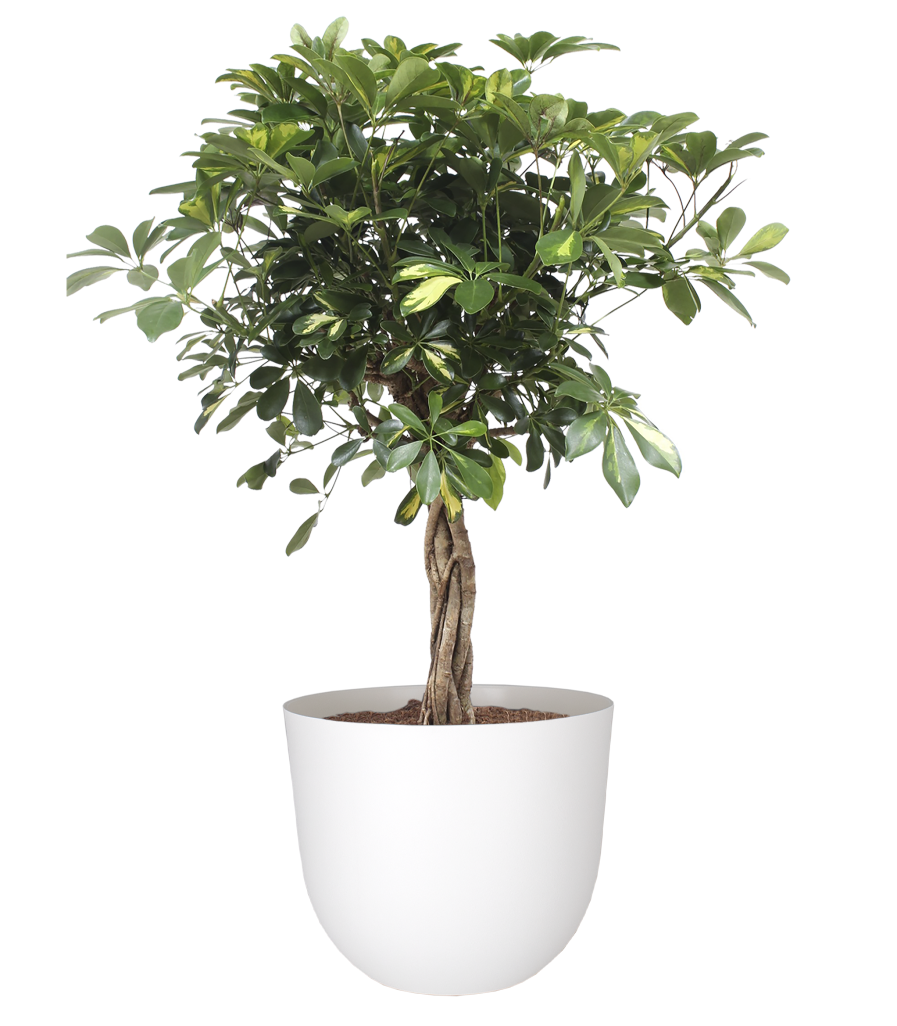 Maceta de polipropileno havana blanco 20x16.6 cm