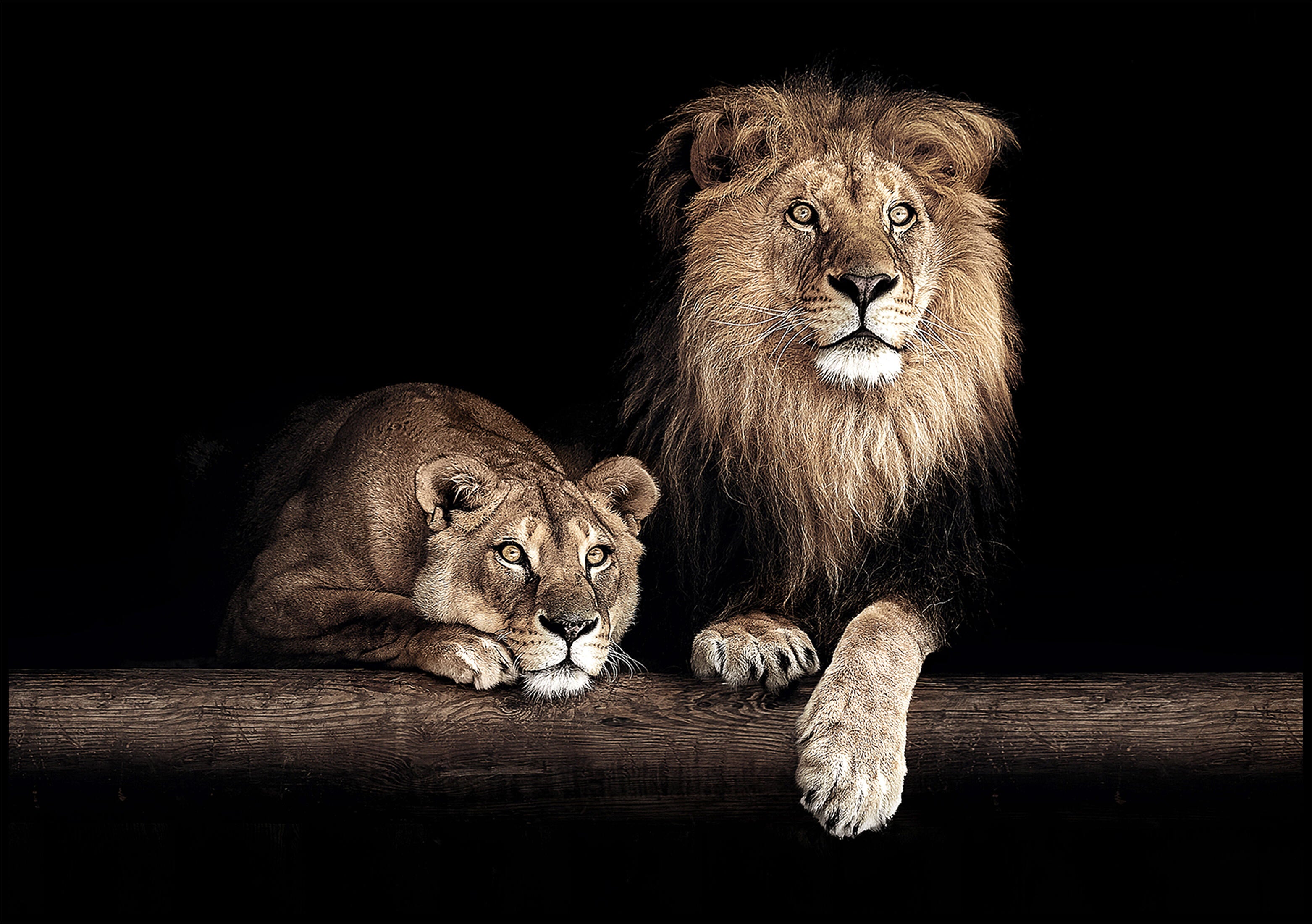 Pintura impresa alto brillo negro pareja leones 70x100