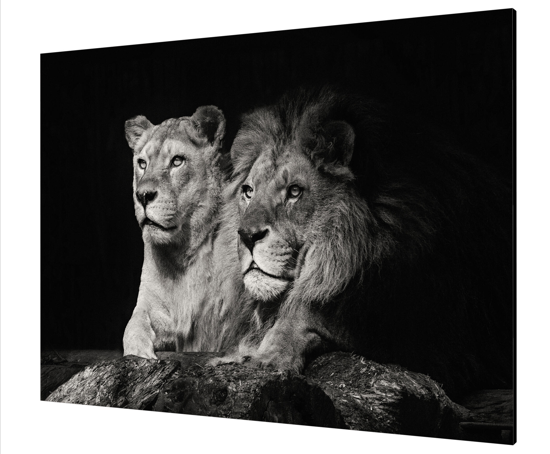 Pintura impresa brillo pareja leónes 100x140cm
