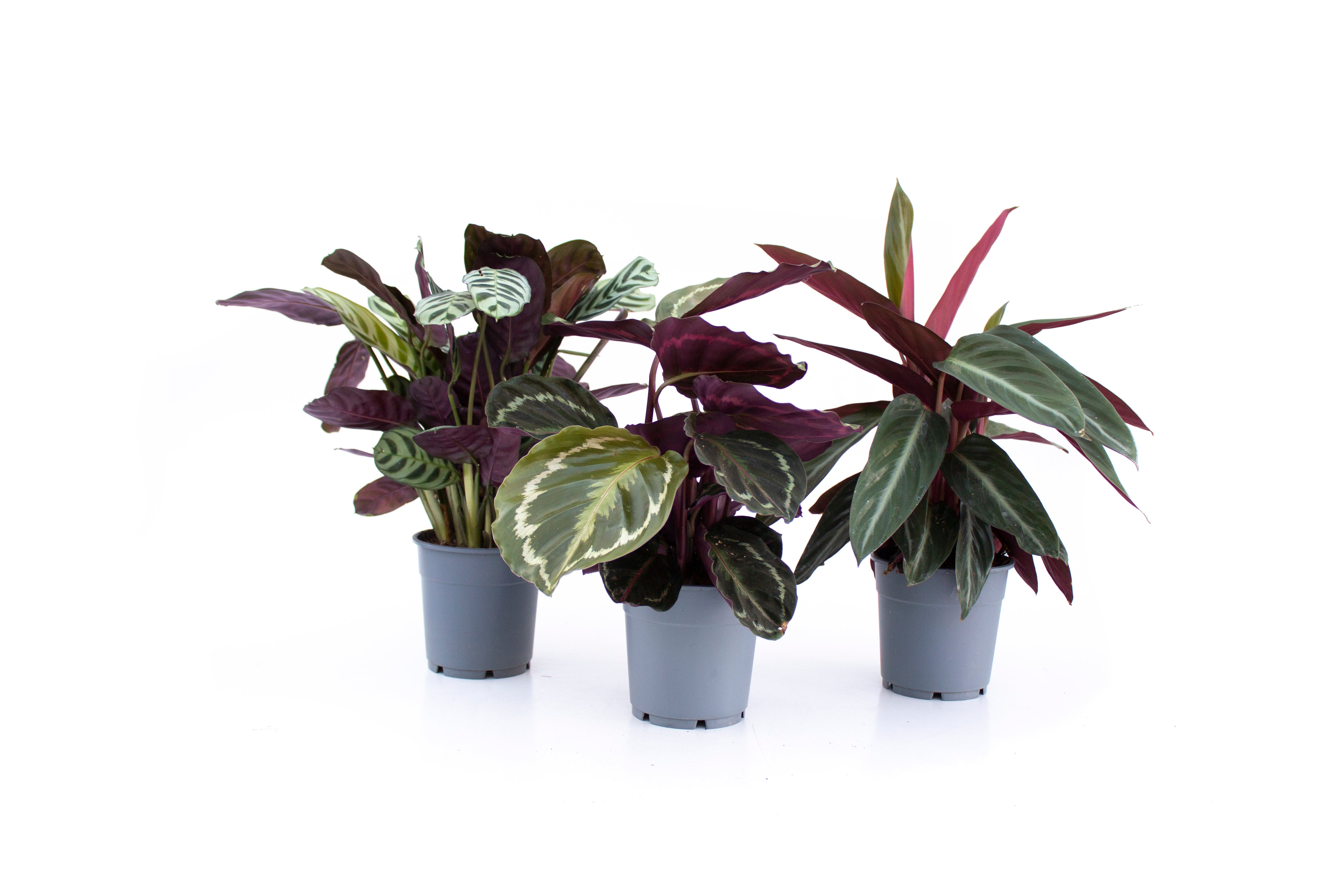 Planta Verde Calathea Makoyana De 20 30 Cm En Maceta De 12 Cm Leroy Merlin 