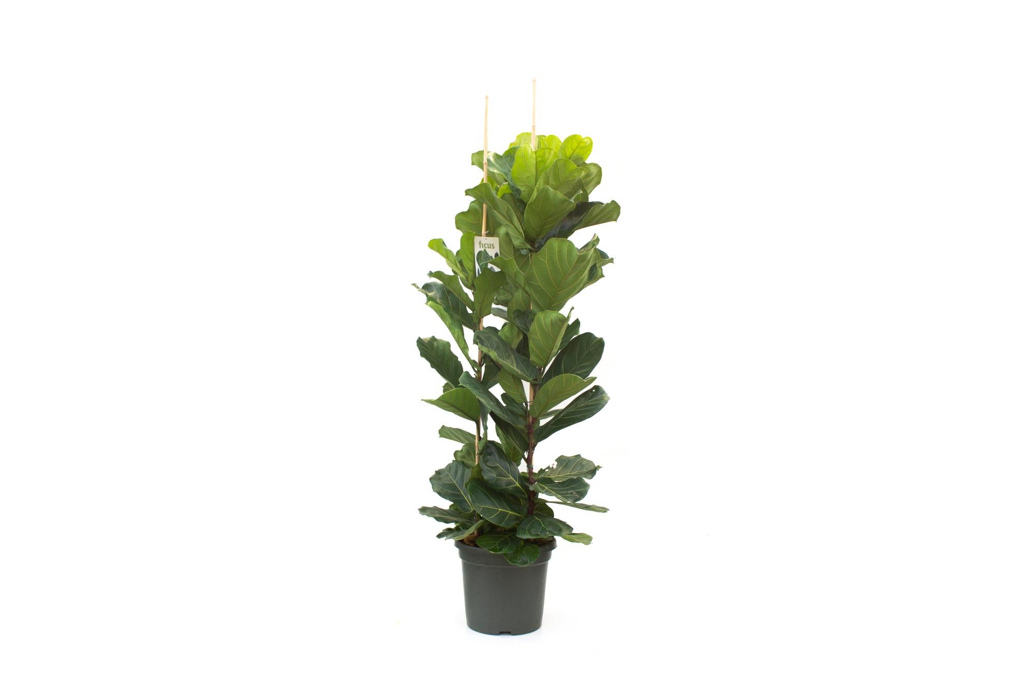 Ficus Lyrata de 150-175 cm en maceta de 40 cm | Leroy Merlin