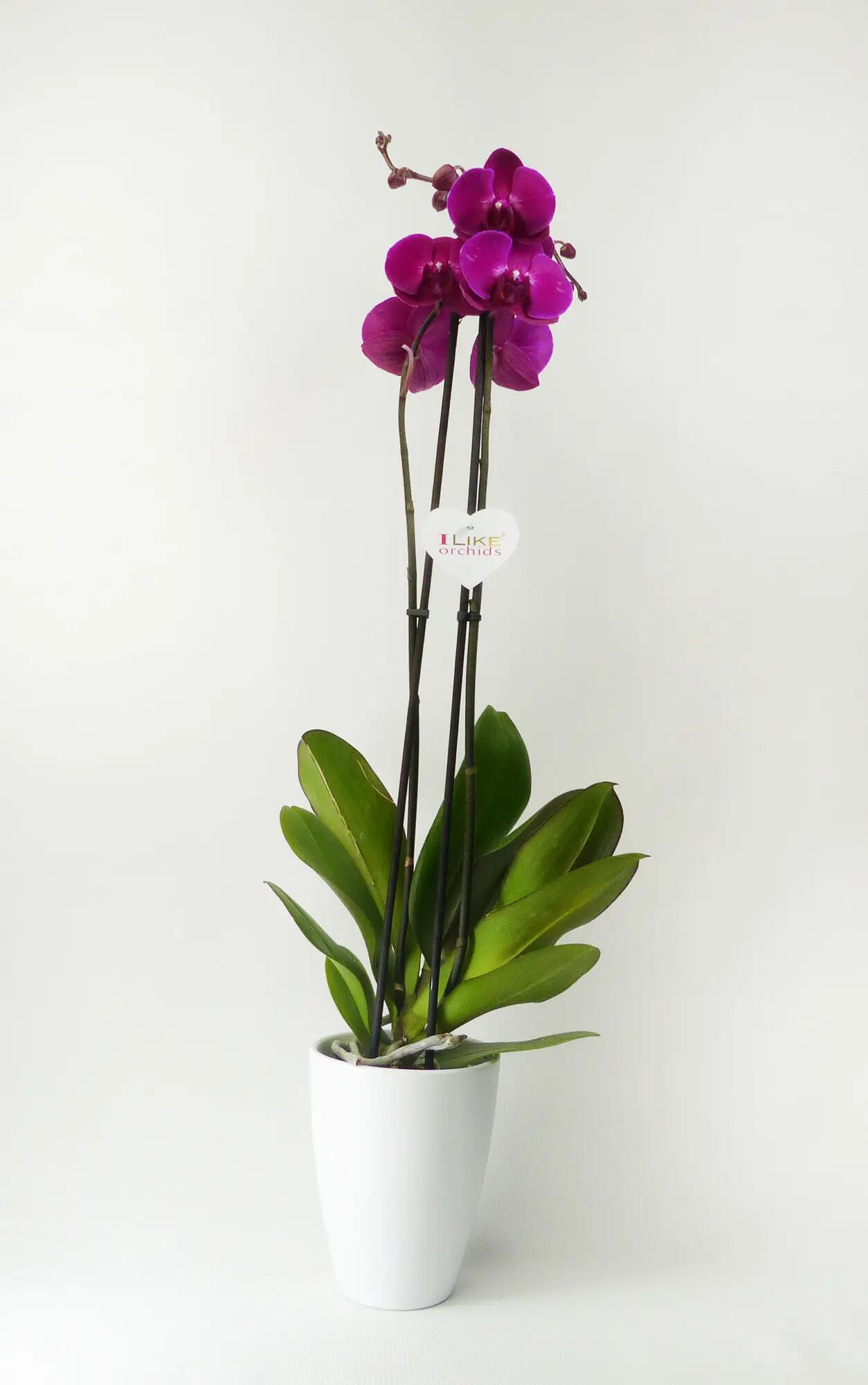 Orquídea phalaenopsis 2 tallos fucsia en maceta de 12 cm