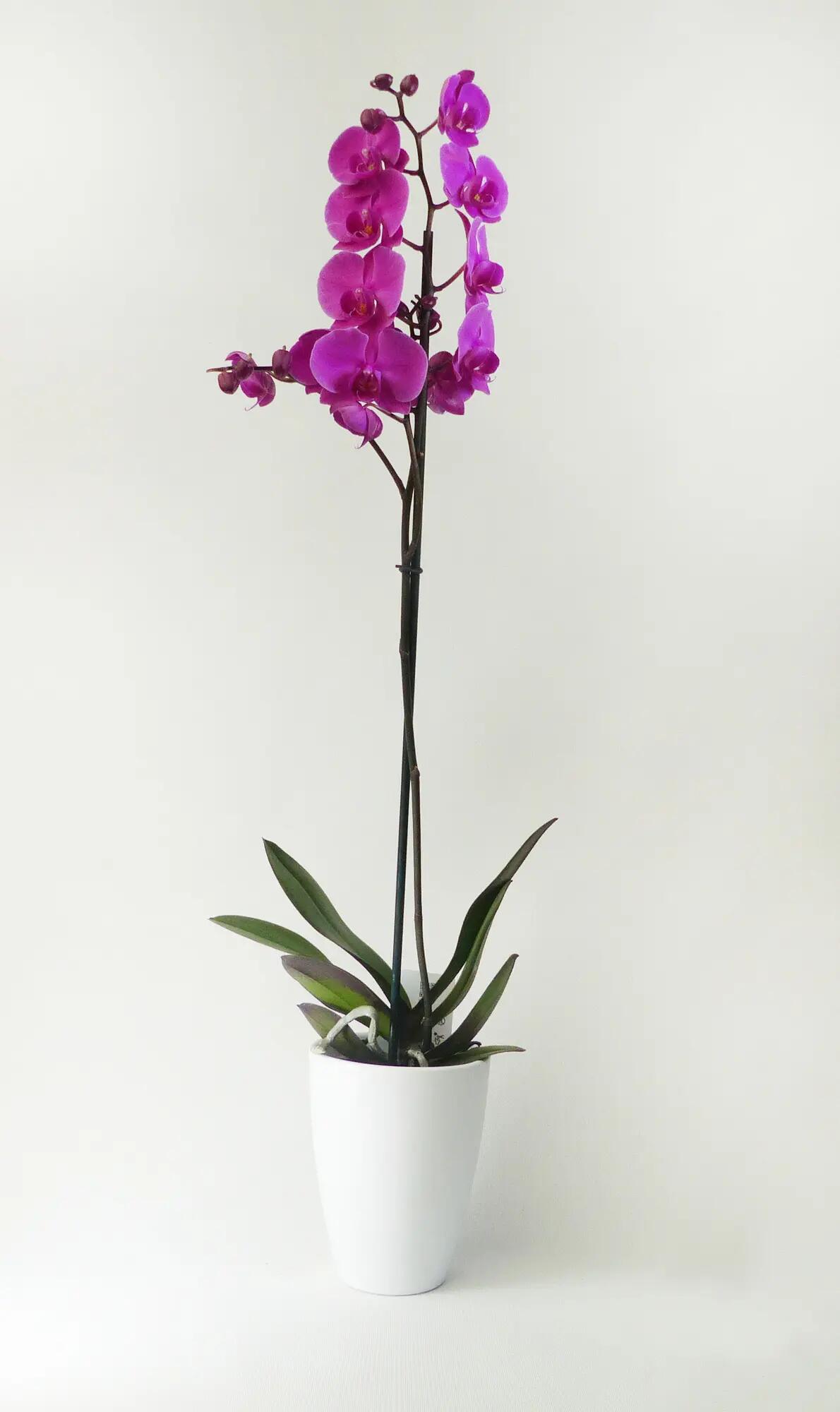 Orquídea phalaenopsis 1 tallo fucsia en maceta de 12 cm