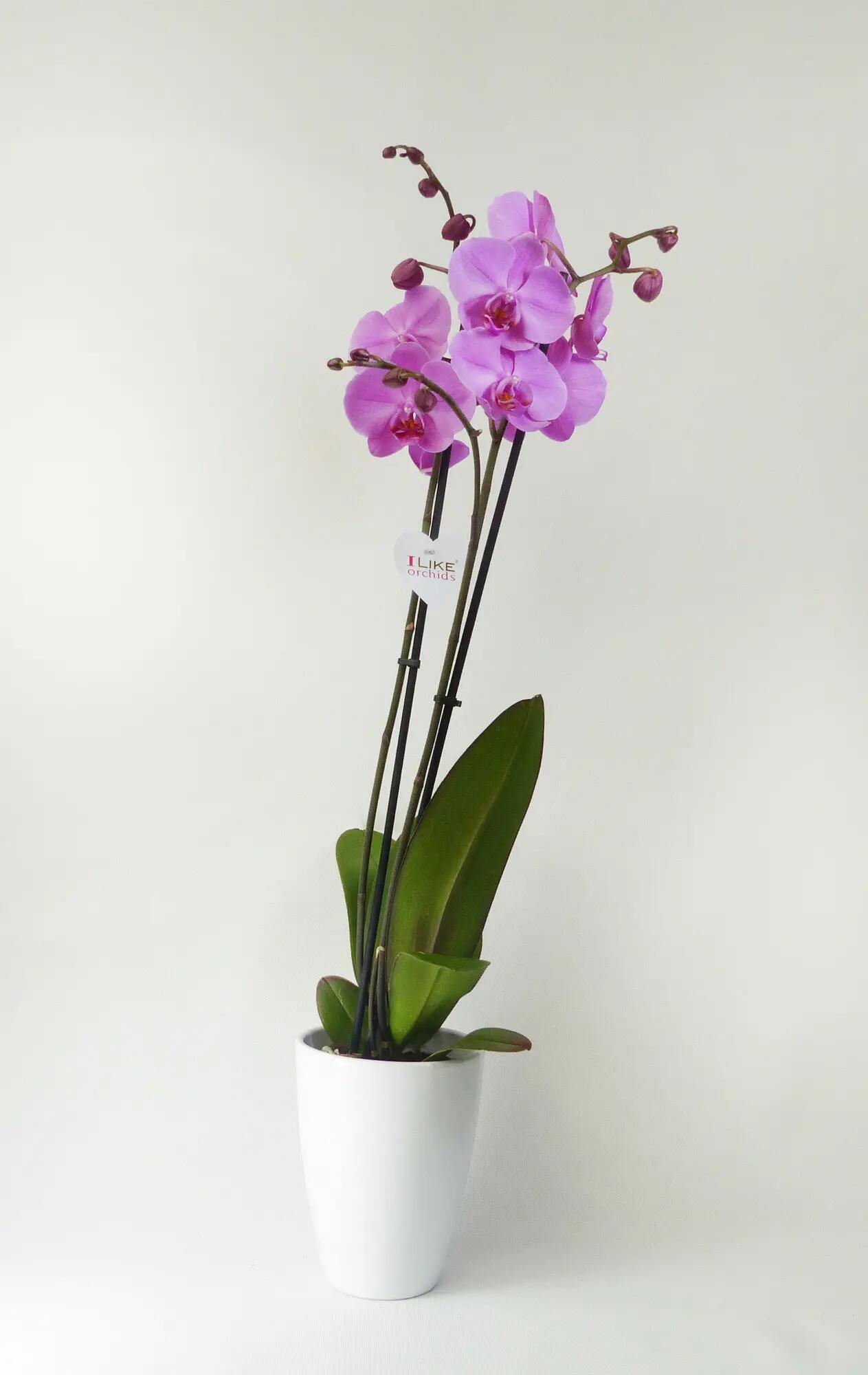 Orquídea phalaenopsis 2 tallos rosa en maceta de 12 cm
