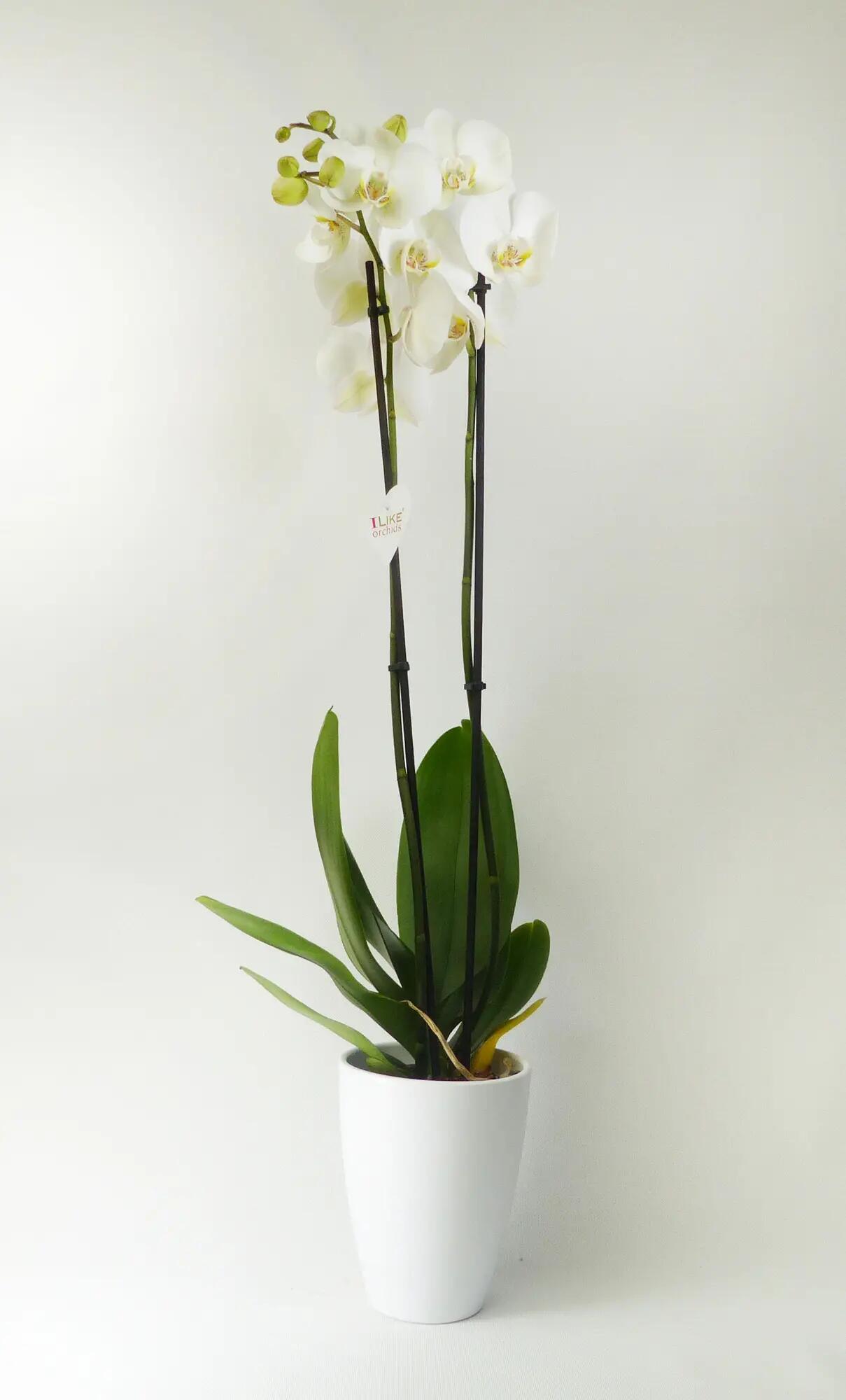 Orquídea phalaenopsis blanca 2 tallos en maceta de 12 cm