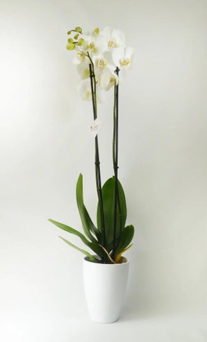 Orquídea Phalaenopsis blanca 2 tallos en maceta de 12 cm | Leroy Merlin