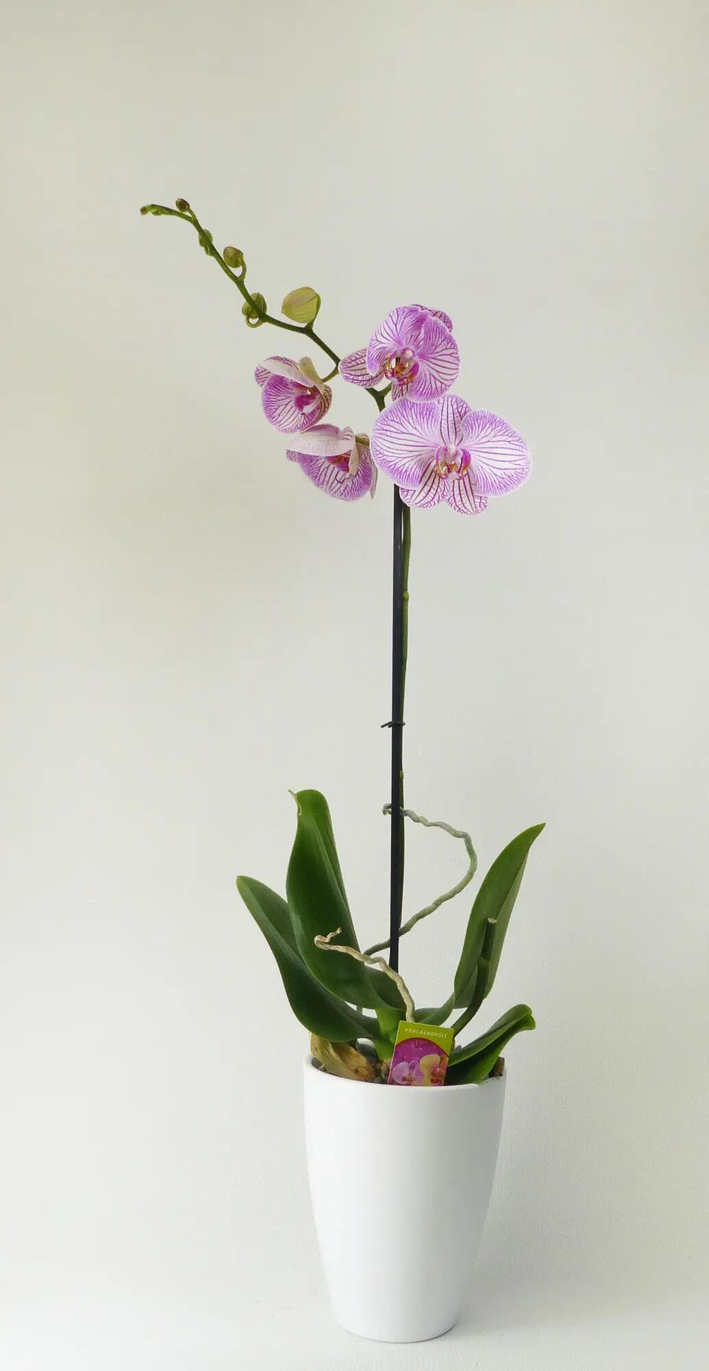 Orquídea phalaenopsis 1 tallo moteada en maceta de 12 cm