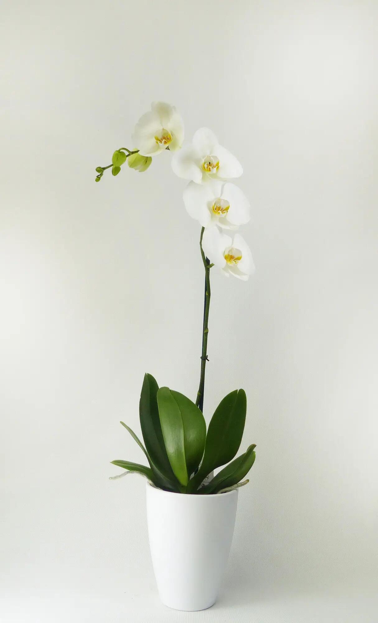 Orquídea phalaenopsis blanca 1 tallo en maceta de 12 cm