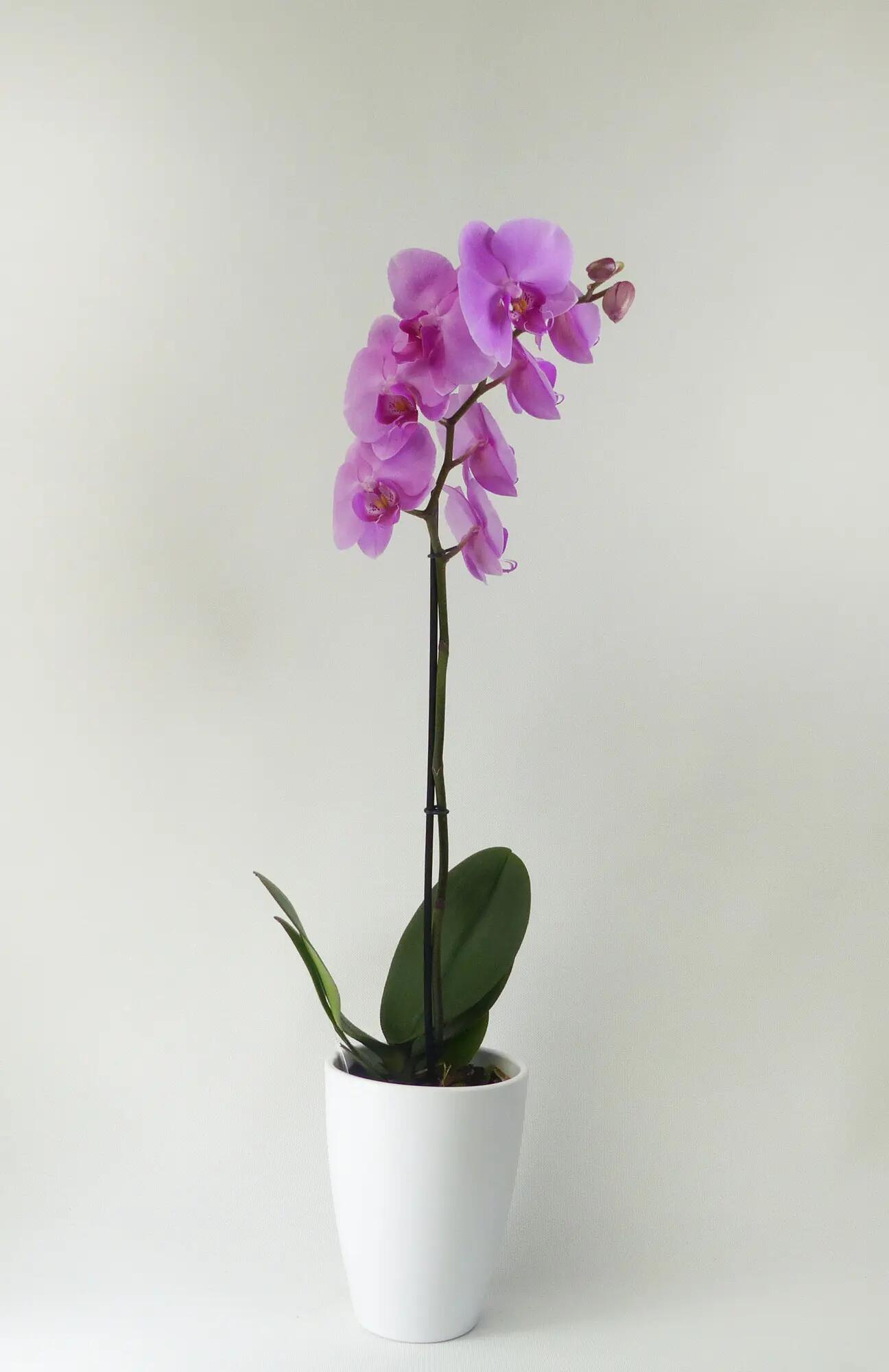 Orquídea phalaenopsis 1 tallo rosa en maceta de 12 cm