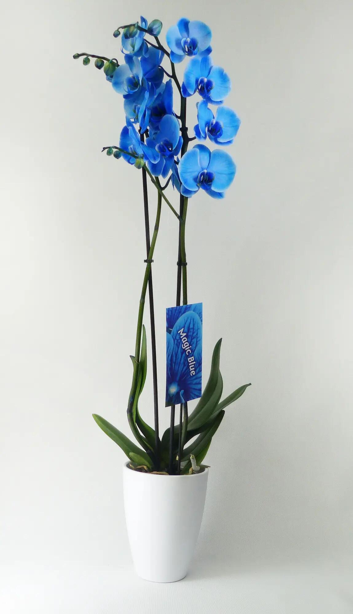Orquídea phalaenopsis azul 2 tallos en maceta de 12 cm
