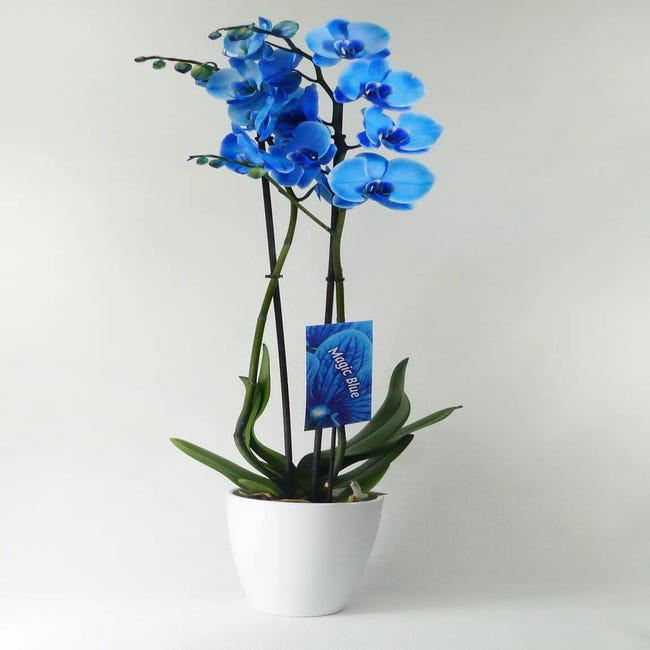 Orquídea Phalaenopsis azul 2 tallos en maceta de 12 cm | Leroy Merlin