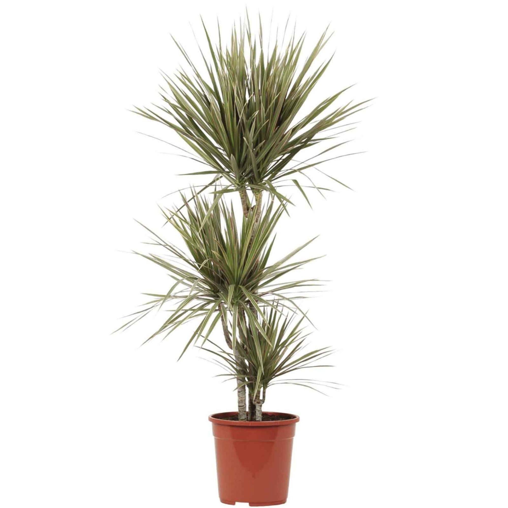 Planta verde dracaena marginata 110-120 cm en maceta de 24 cm