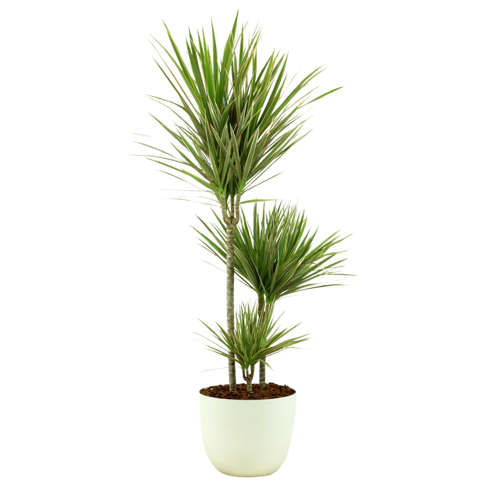 Planta verde dracaena marginata 110-120 cm en maceta havana blanca de 24 cm