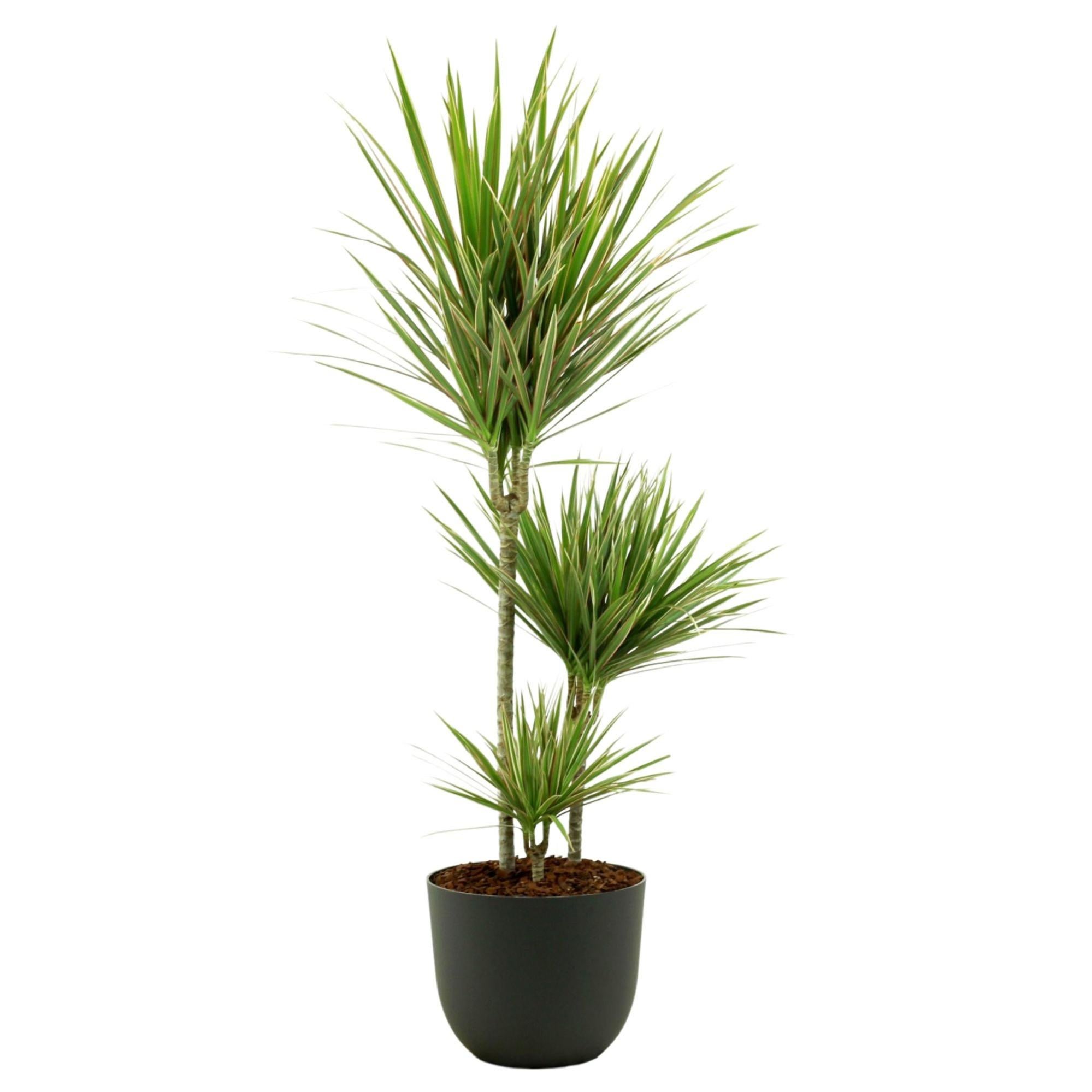 Planta verde dracaena marginata 110-120 cm en maceta havana gris de 24 cm