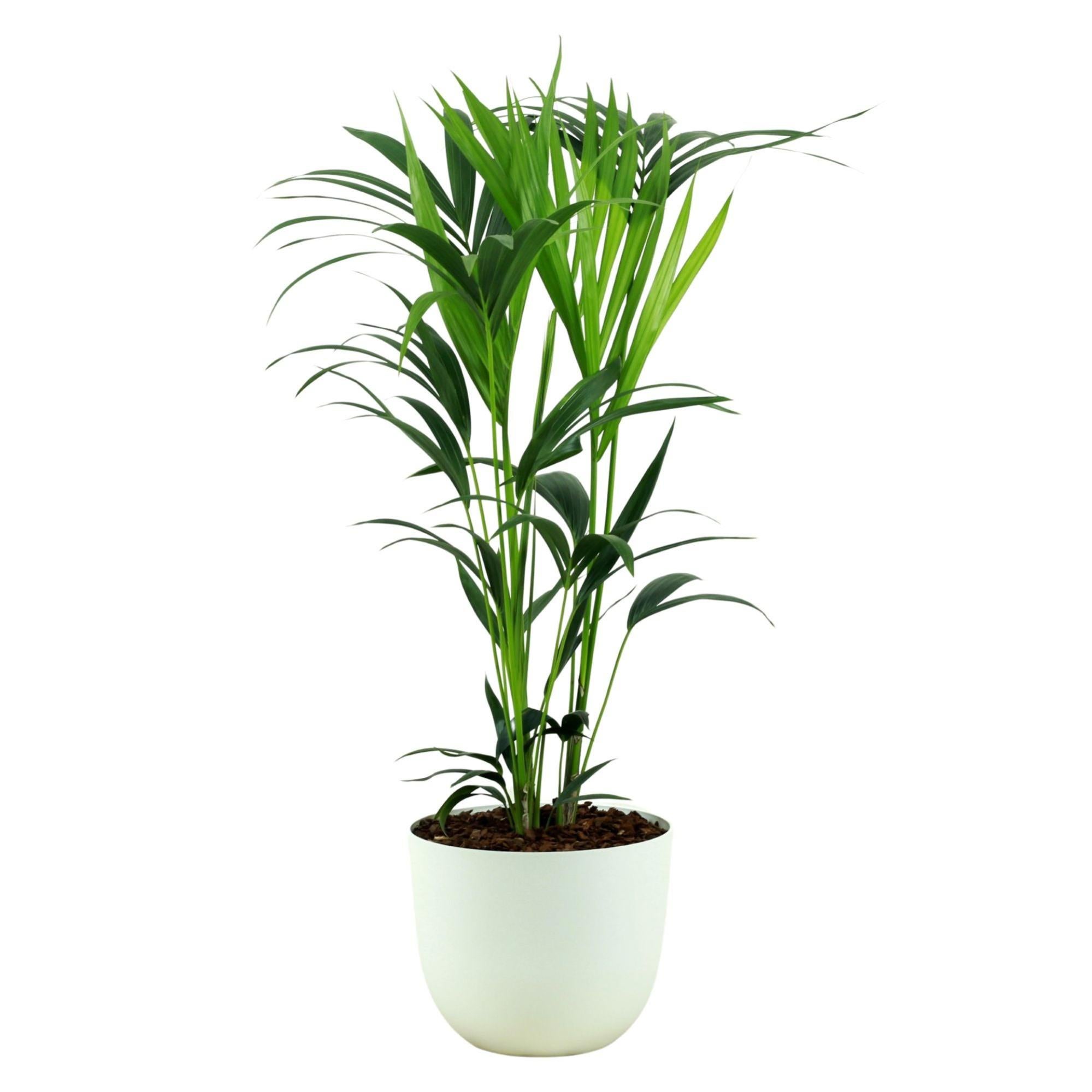 Planta verde kentia howea forsteriana 120-130 cm en maceta blanca de 24 cm