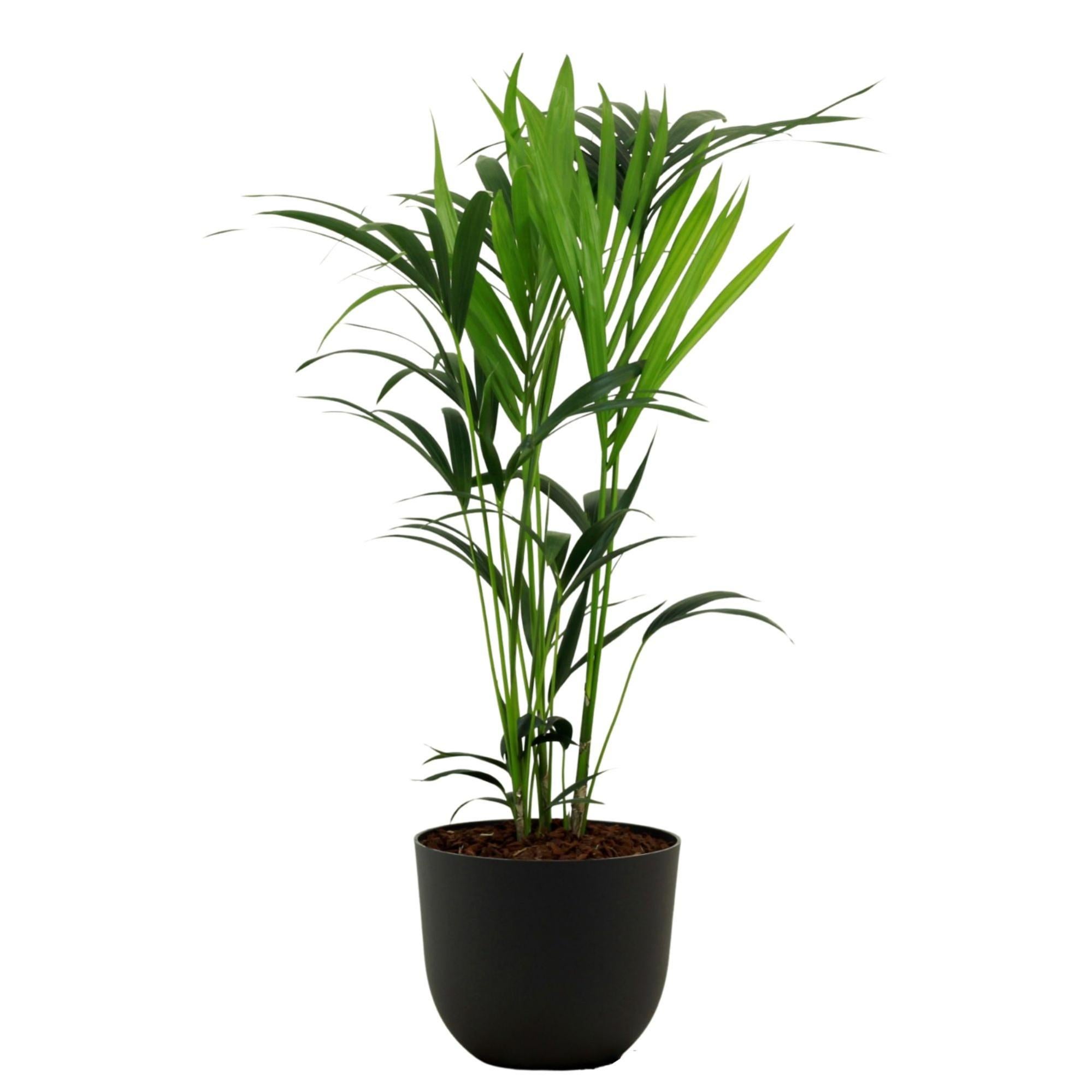 Planta verde kentia howea forsteriana 120-130 cm en maceta gris de 24 cm