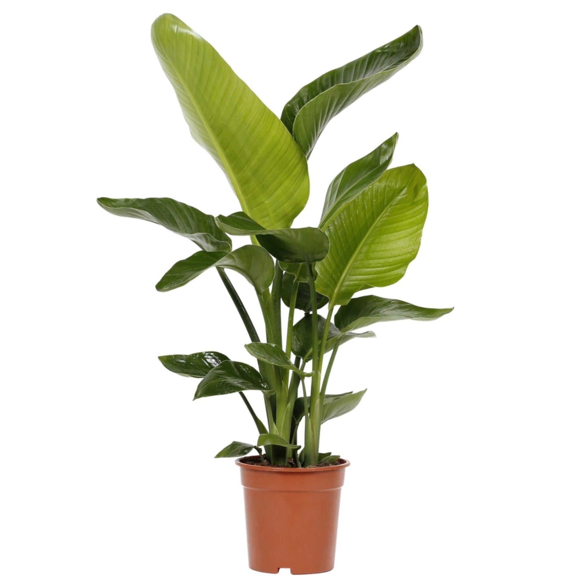 Planta verde strelitzia nicolai 110-120 cm en maceta de 24 cm