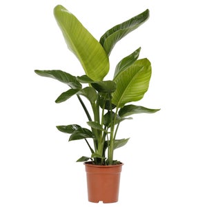 Planta verde Strelitzia nicolai 110-120 cm en maceta de 24 cm | Leroy Merlin