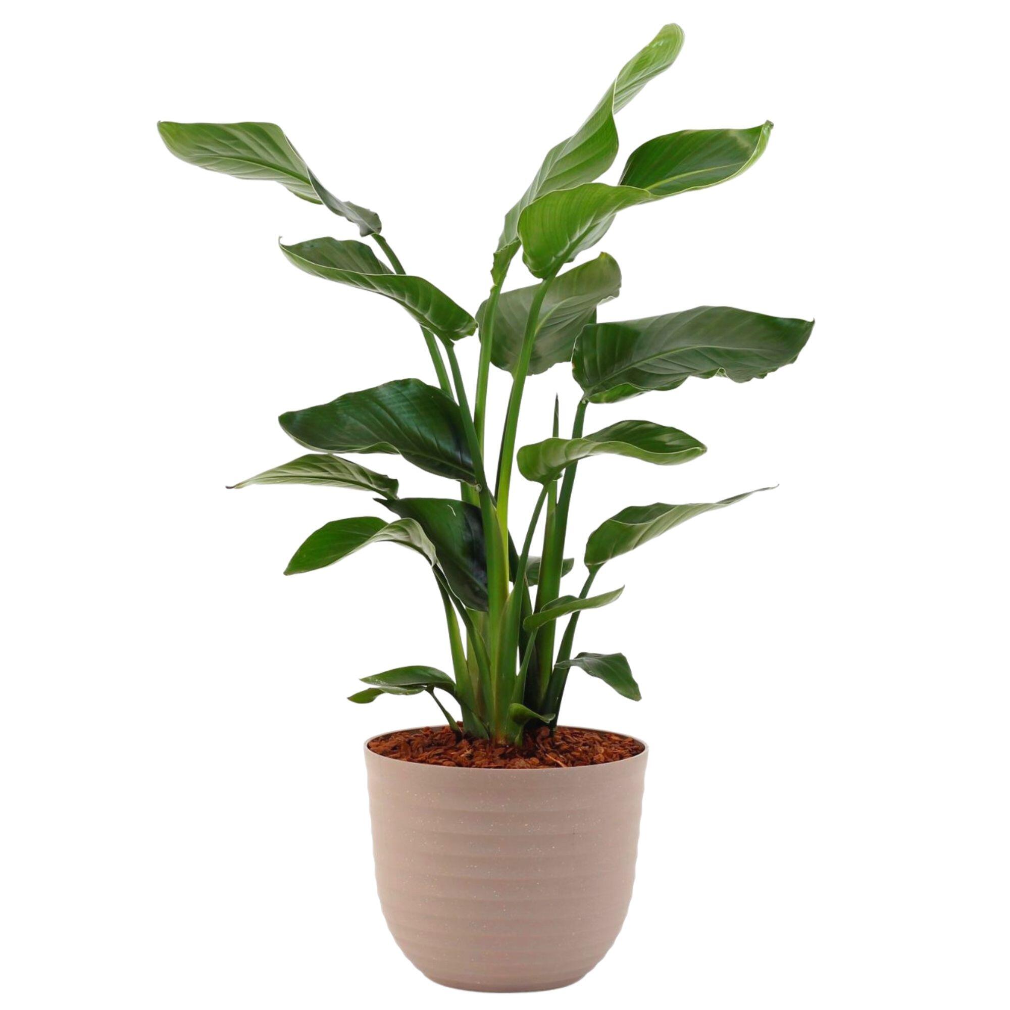 Planta verde strelitzia nicolai 110-120 cm en maceta havana verde de 24 cm
