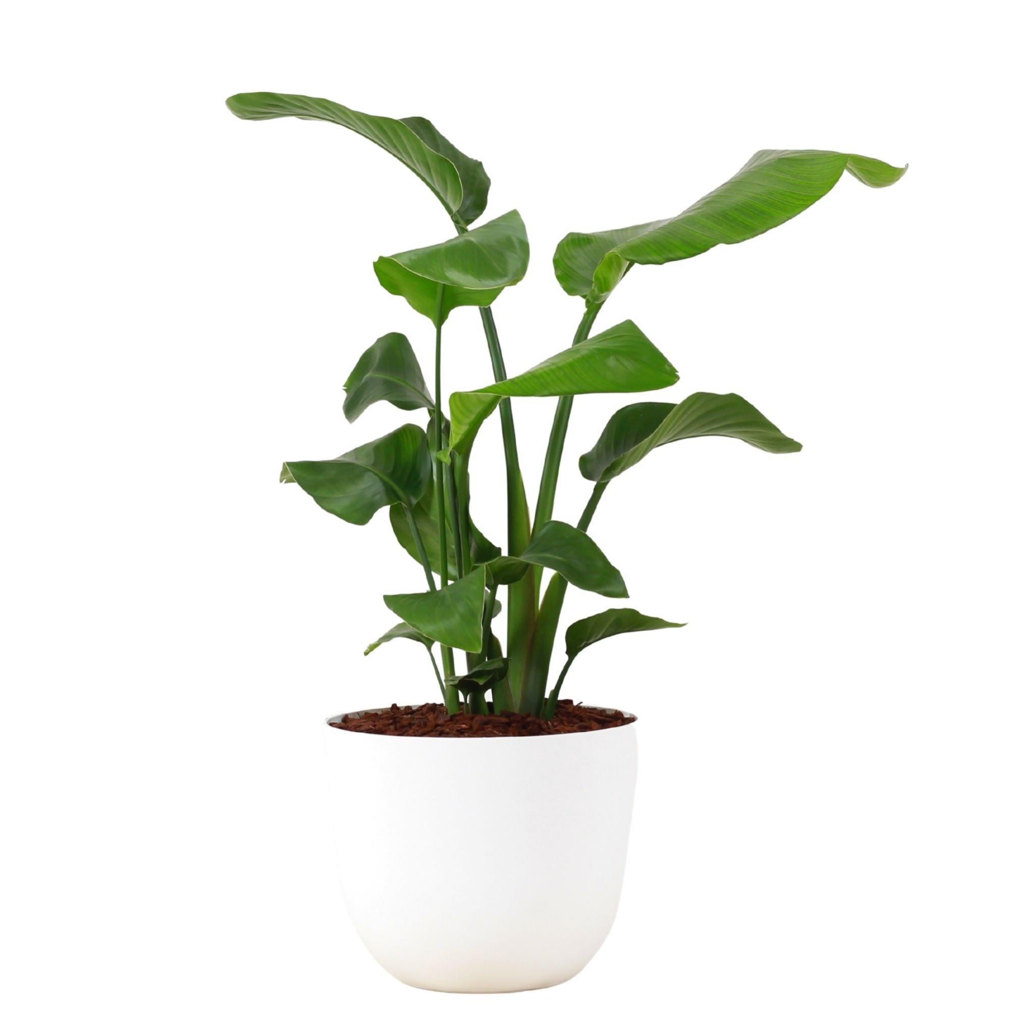 Planta verde strelitzia nicolai 110-120 cm en maceta havana blanca de 24 cm