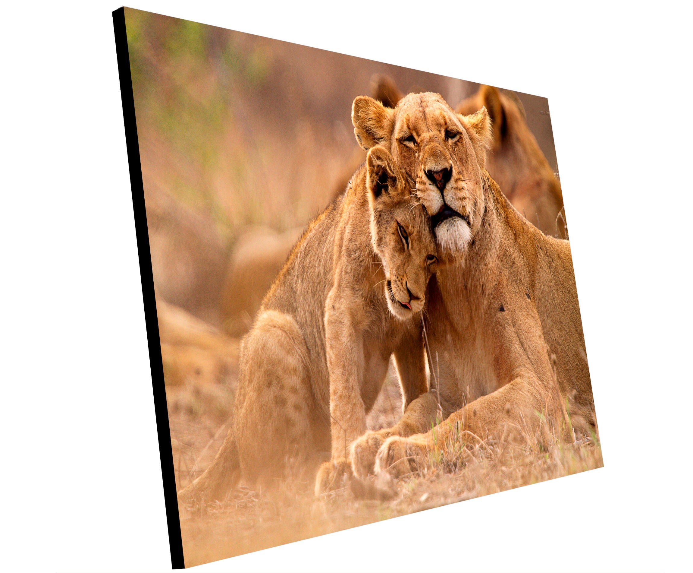 Cuadro sin marco plano alto brillo leones 140 x 100 cm