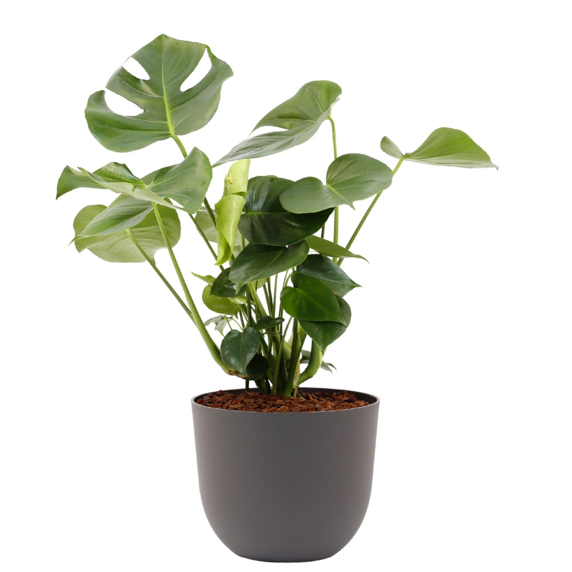 Planta verde monstera deliciosa 110-120 cm en maceta havana gris de 30 cm