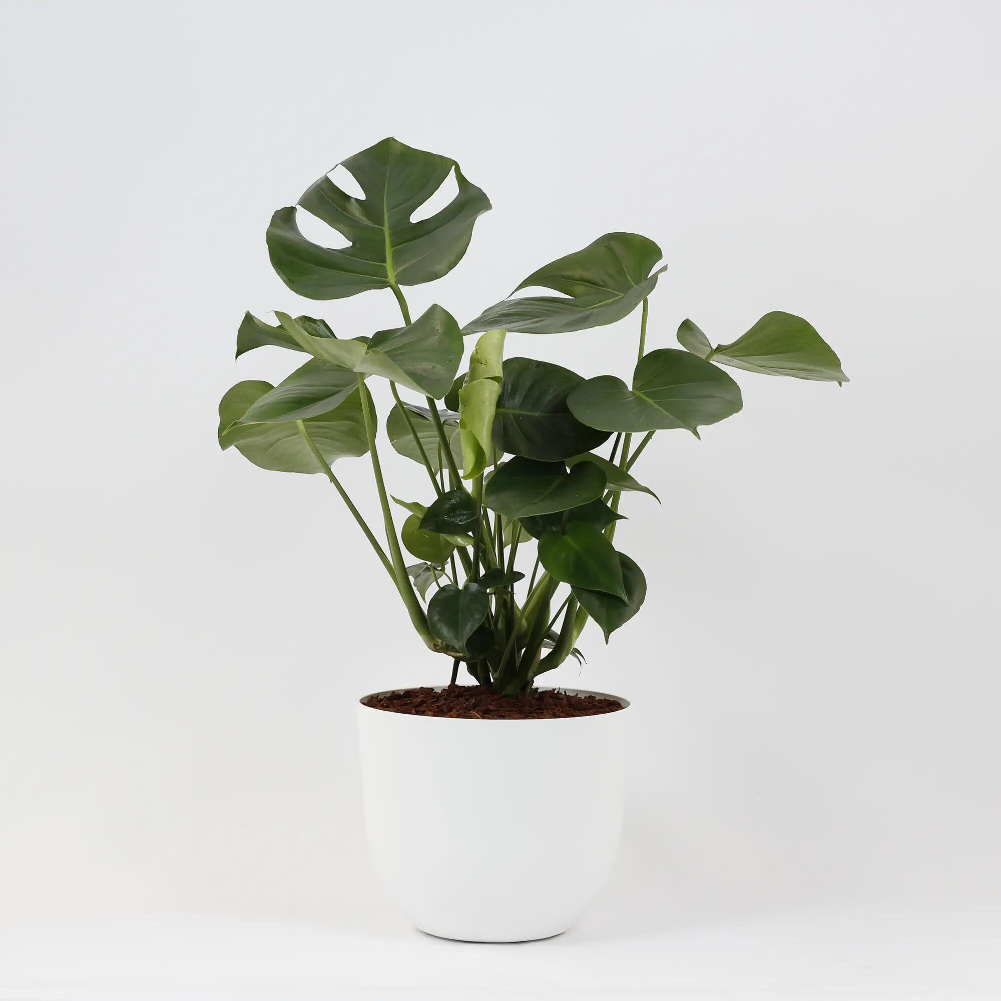 Planta verde monstera deliciosa 110-120 cm en maceta havana blanca de 30 cm