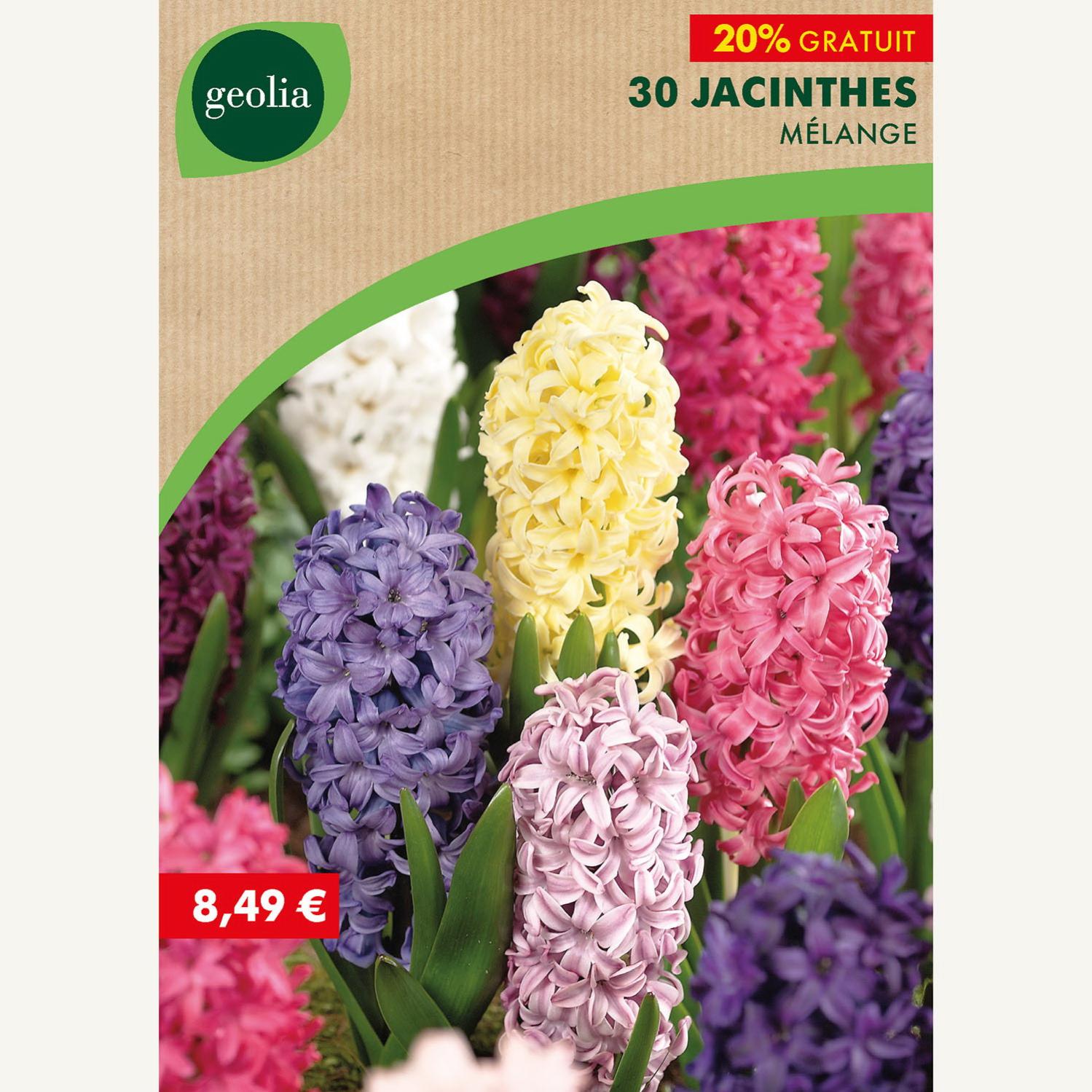 30 jacinthes mélange 14/15 multicouleur | Leroy Merlin