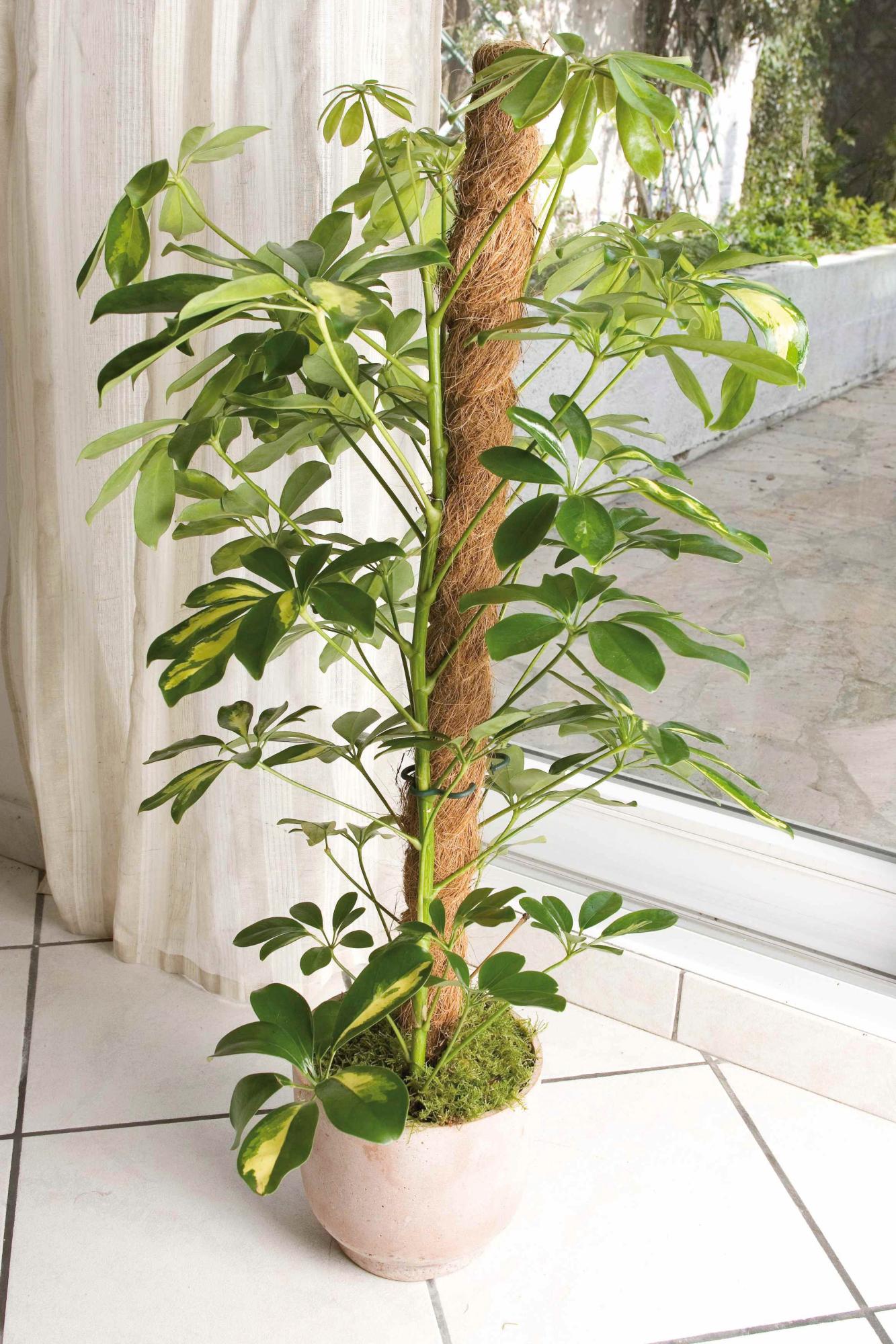 Philodendron monstera : tuteur mousse