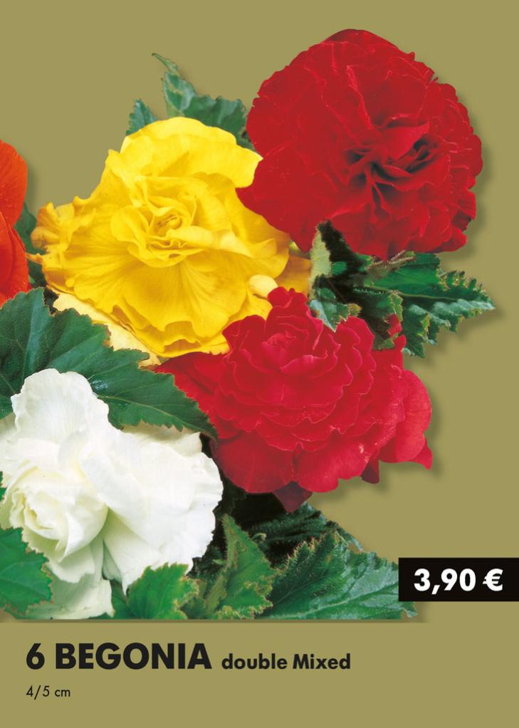 6 bégonias doubles mélange 4/5 GEOLIA multicouleur Leroy Merlin