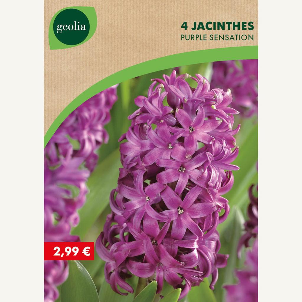 4 Jacinthes Purple Sensation 16 17 Violet Leroy Merlin 4-jacinthes-purple-sensation-16-17-violet-leroy-merlin
