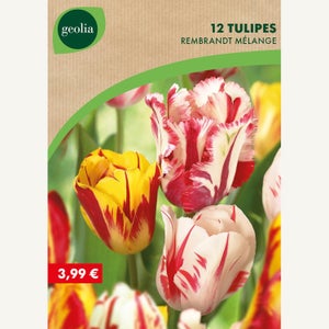 20 Bulbes De Tulipes Rembrandt - Mélange Exclusif De Hollande, Vivaces Et Résistantes Au Froid - Pour Jardin/pots