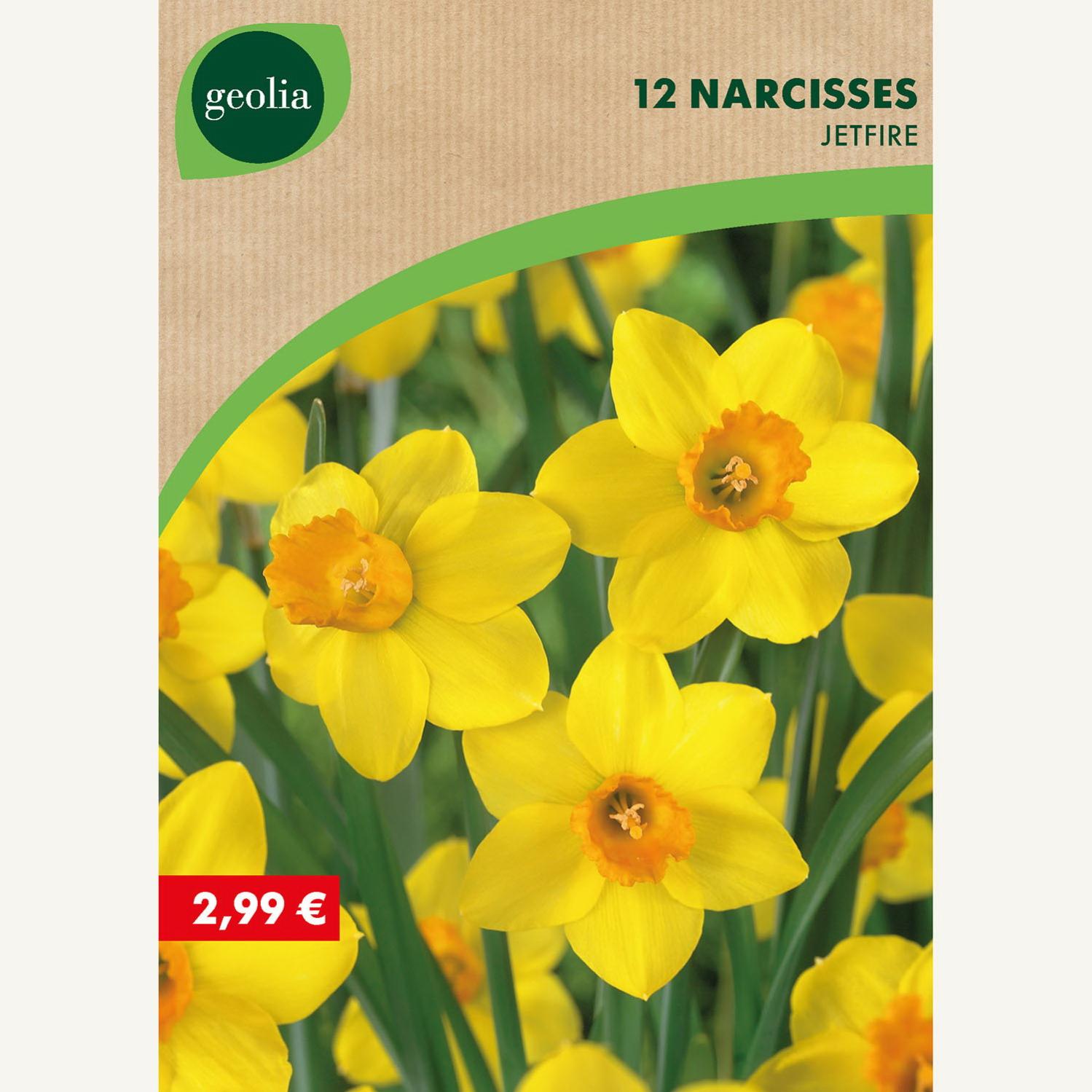 12 narcisses bot jetfire 12/14 jaune / orange | Leroy Merlin