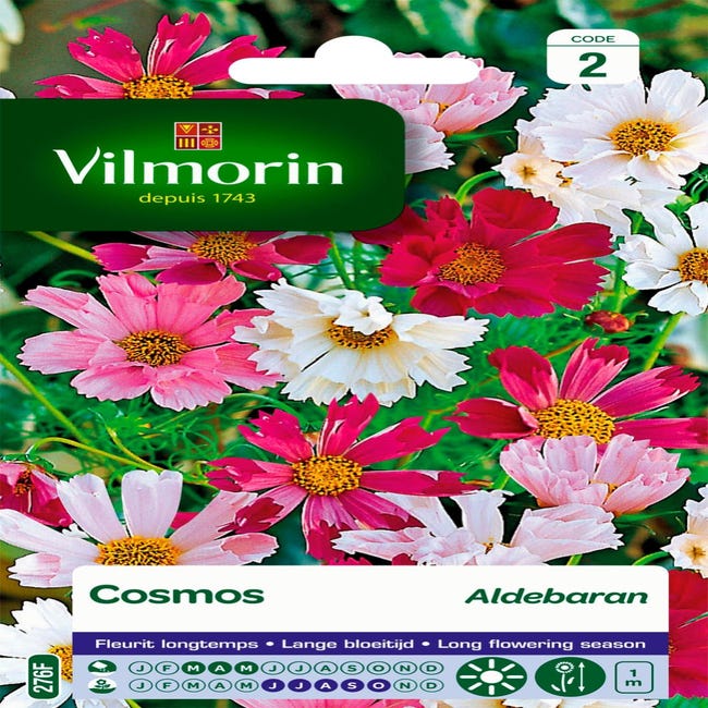 Cosmos aldebaran blanc à rose vif | Leroy Merlin