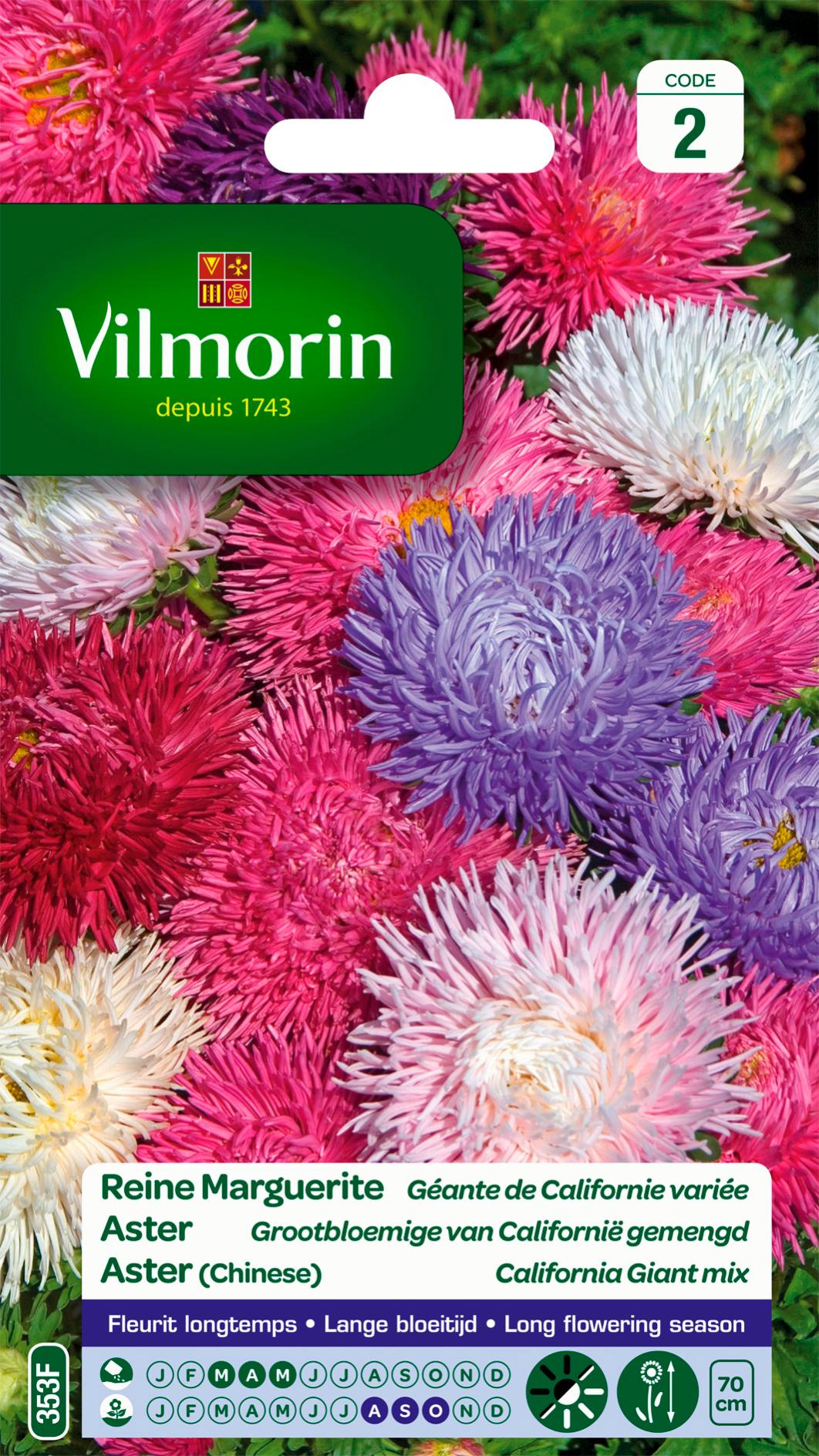 Pyrethre Géant Varié | Leroy Merlin