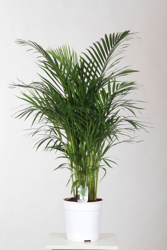 Plant in a Box - Kentia Palmier - Howea Forsteriana - Plante verte  interieur vivante - Purifiante - Pot 18cm - Hauteur 90-100cm :  : Jardin