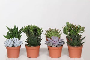 Lot de 12 mini plantes artificielles succulentes H10 cm