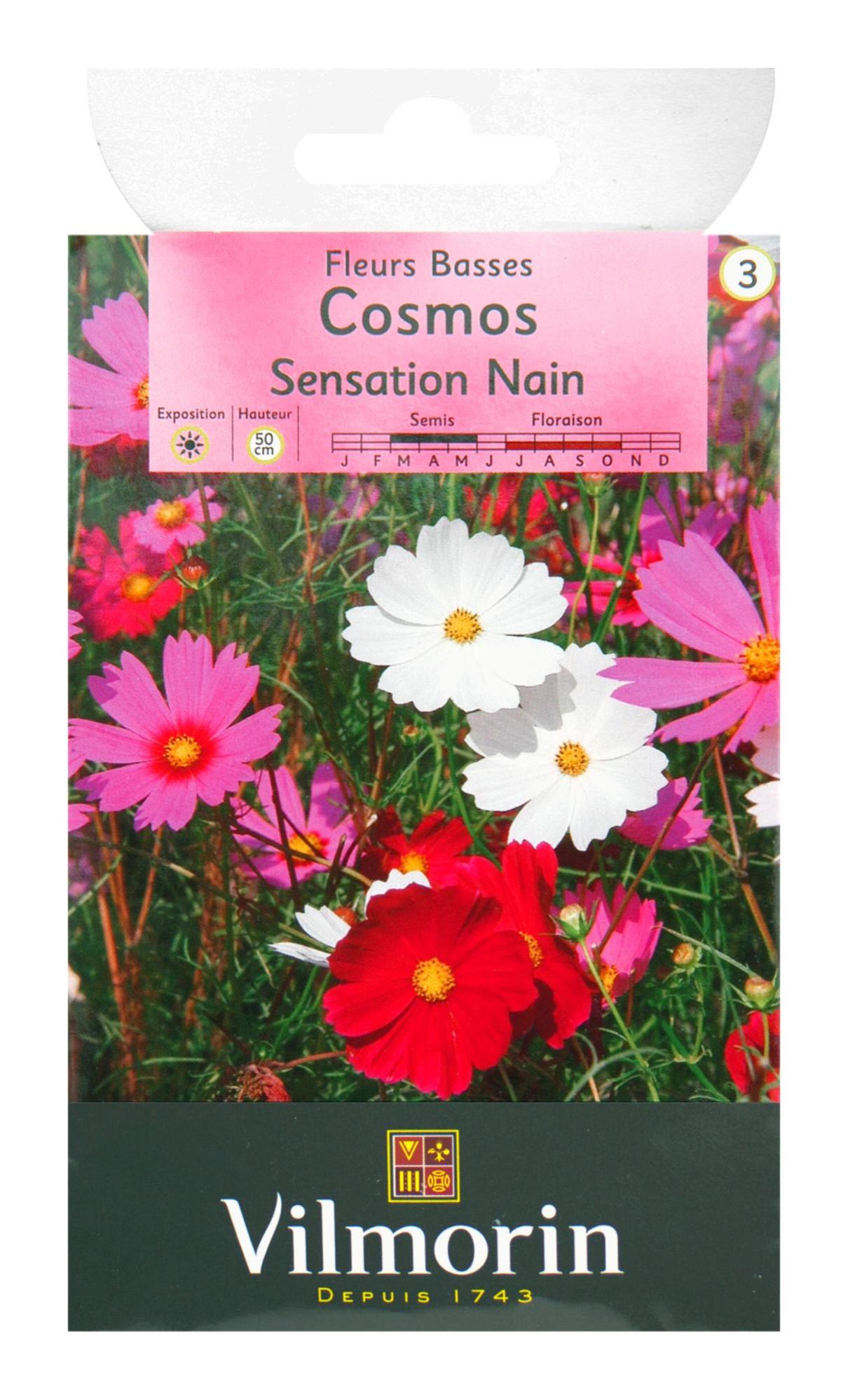 Fleur Cosmos Nain Mix 4500 Graines de Fleurs en vrac
